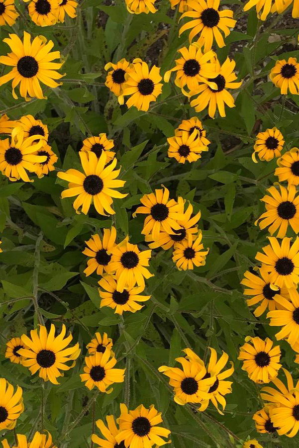 Rudbeckia 'American Gold Rush' planted in mass in a garden field blooming yellow flowers ©Hoffie Nursery