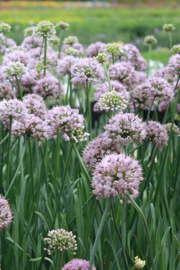 Allium 'Summer Beauty' in bloom ©Hoffie Nursery