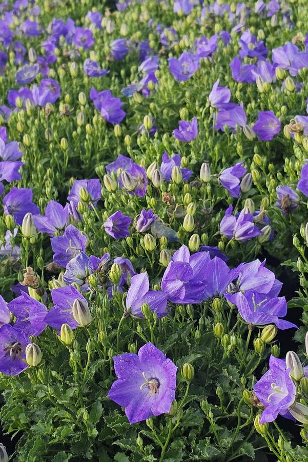 Field of Campanula c. 'Blue Clips' purple flowers with green leaves ©Hoffie Nursery
