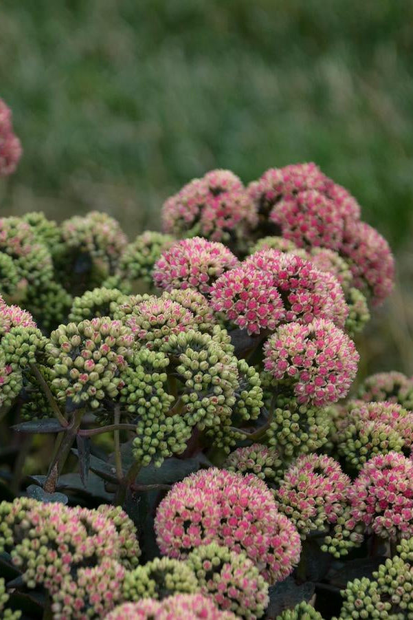 Close-up of pink and green spherical flowers of Sedum 'Rock 'n Grow Coraljade' with a blurred green background ©Hoffie Nursery