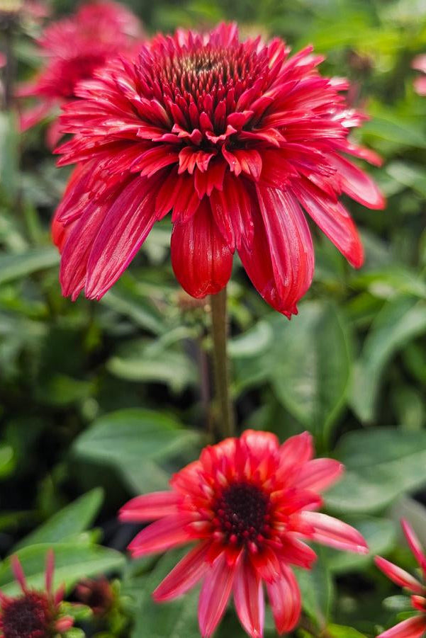 Echinacea 'Double Scoop Raspberry Deluxe' flowers in bloom and up close shooting up from the green foliage ©Hoffie Nursery