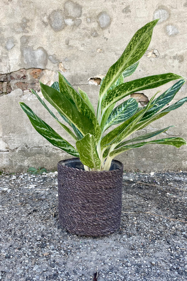 Photo of black seagrass basket with liner against a cement wall with an Aglaonema plant.