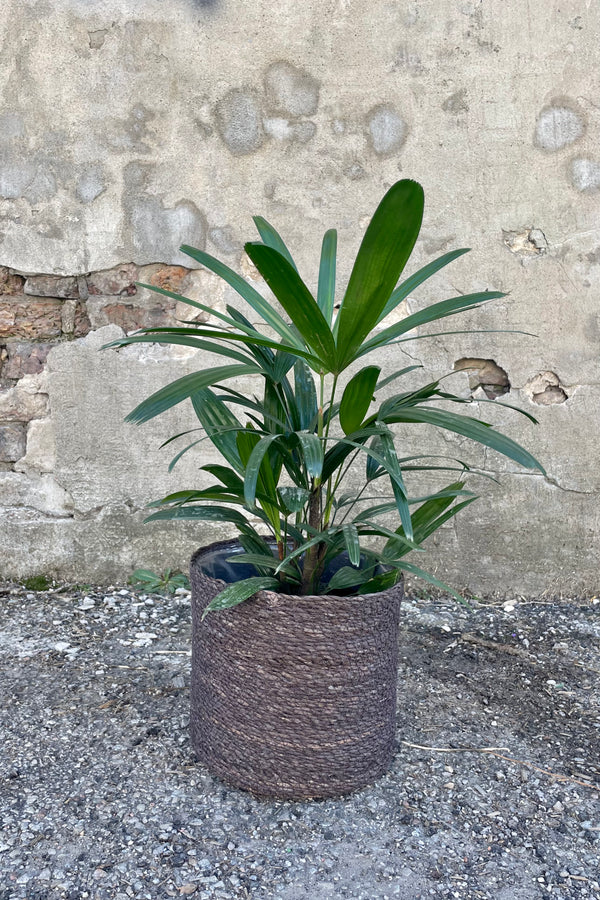 Photo of black seagrass basket with liner against a cement wall with a Rhapis palm. 