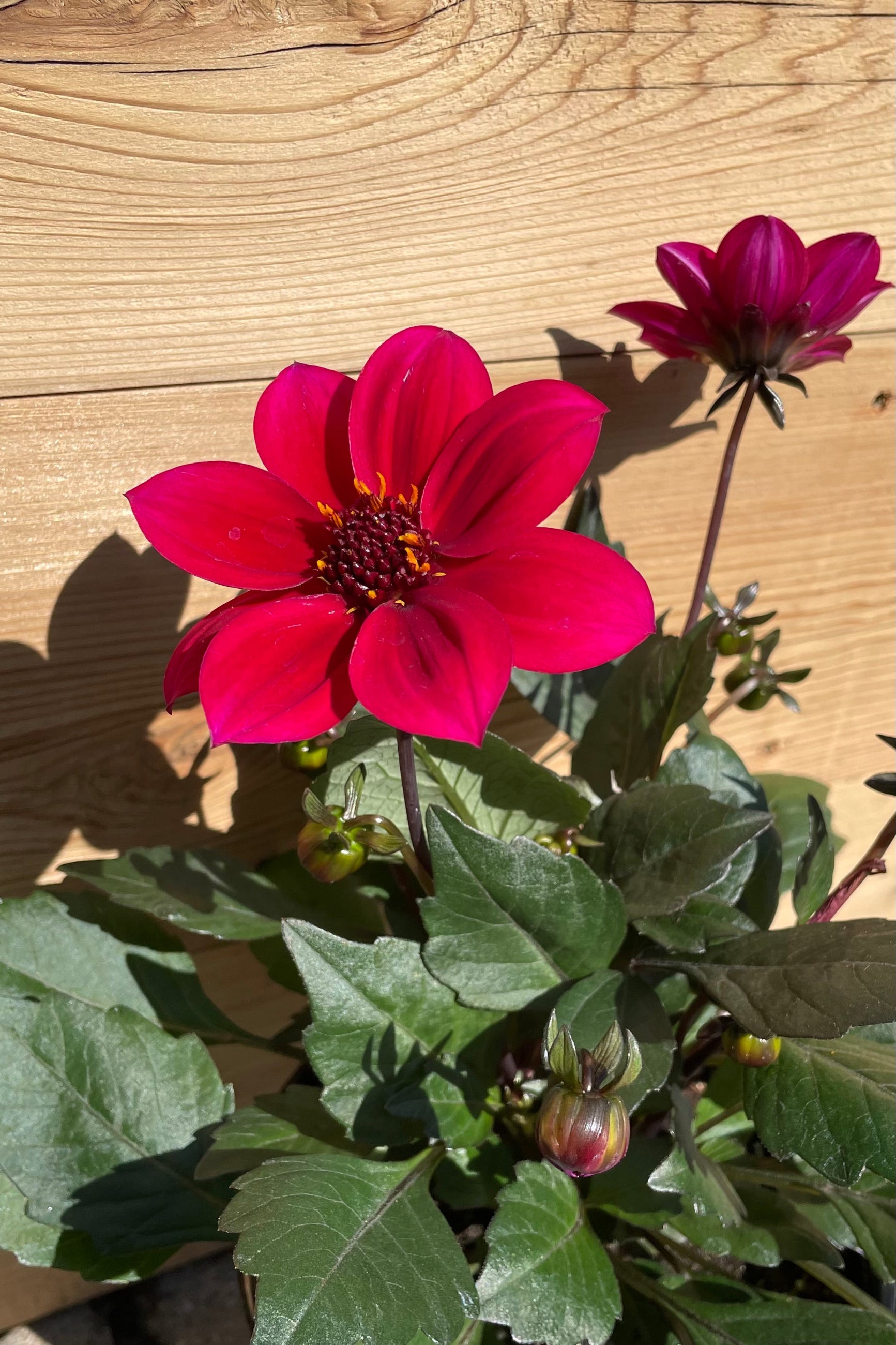 Dahlie 'Happy Days Cherry Red' blooming its bright magenta red flowers above dark foliage the beginning of May. ©Sprout Home