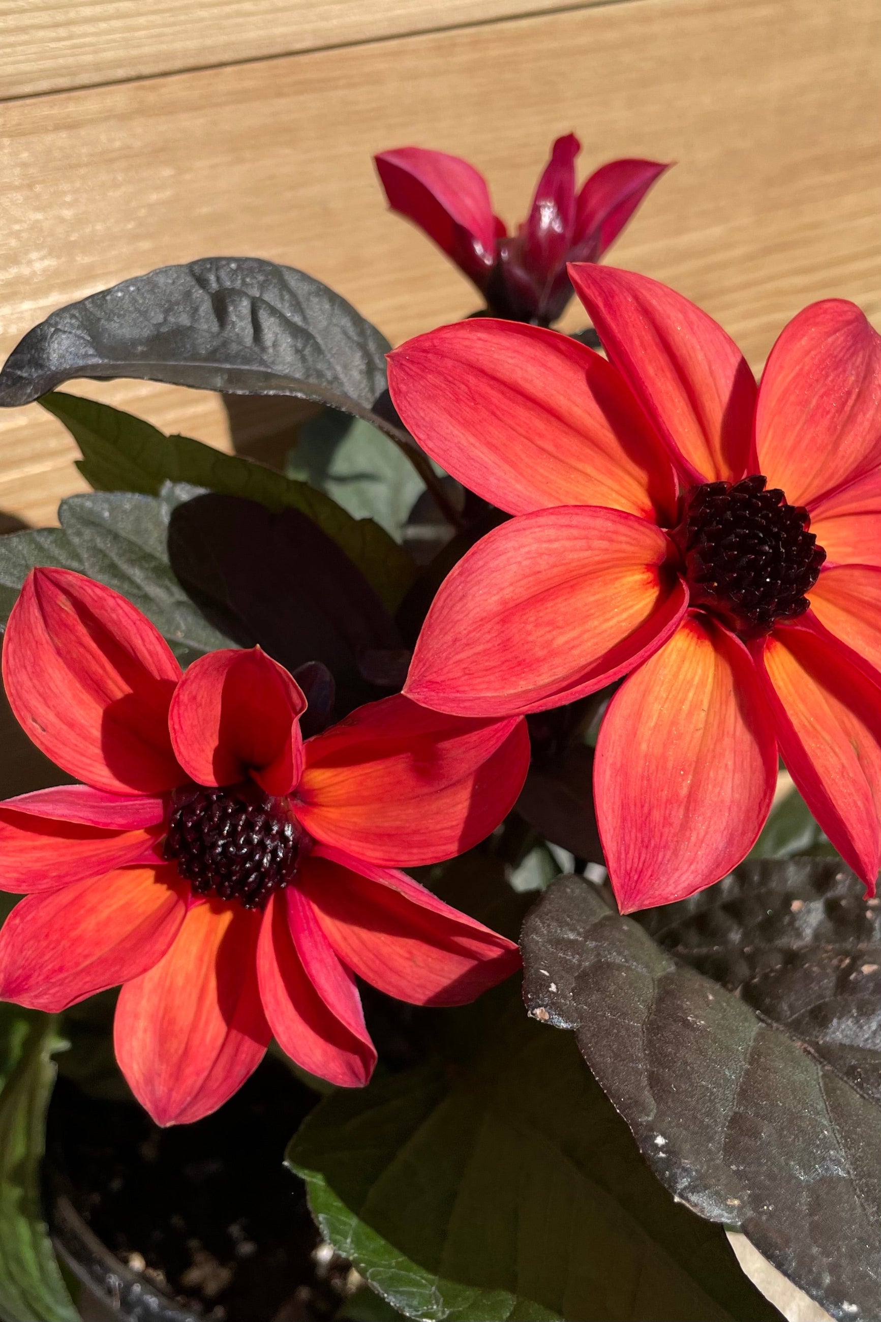 Dahlia 'Happy Days Neon' with its bright orange magenta flowers above dark foliage the beginning of May ©Sprout Home