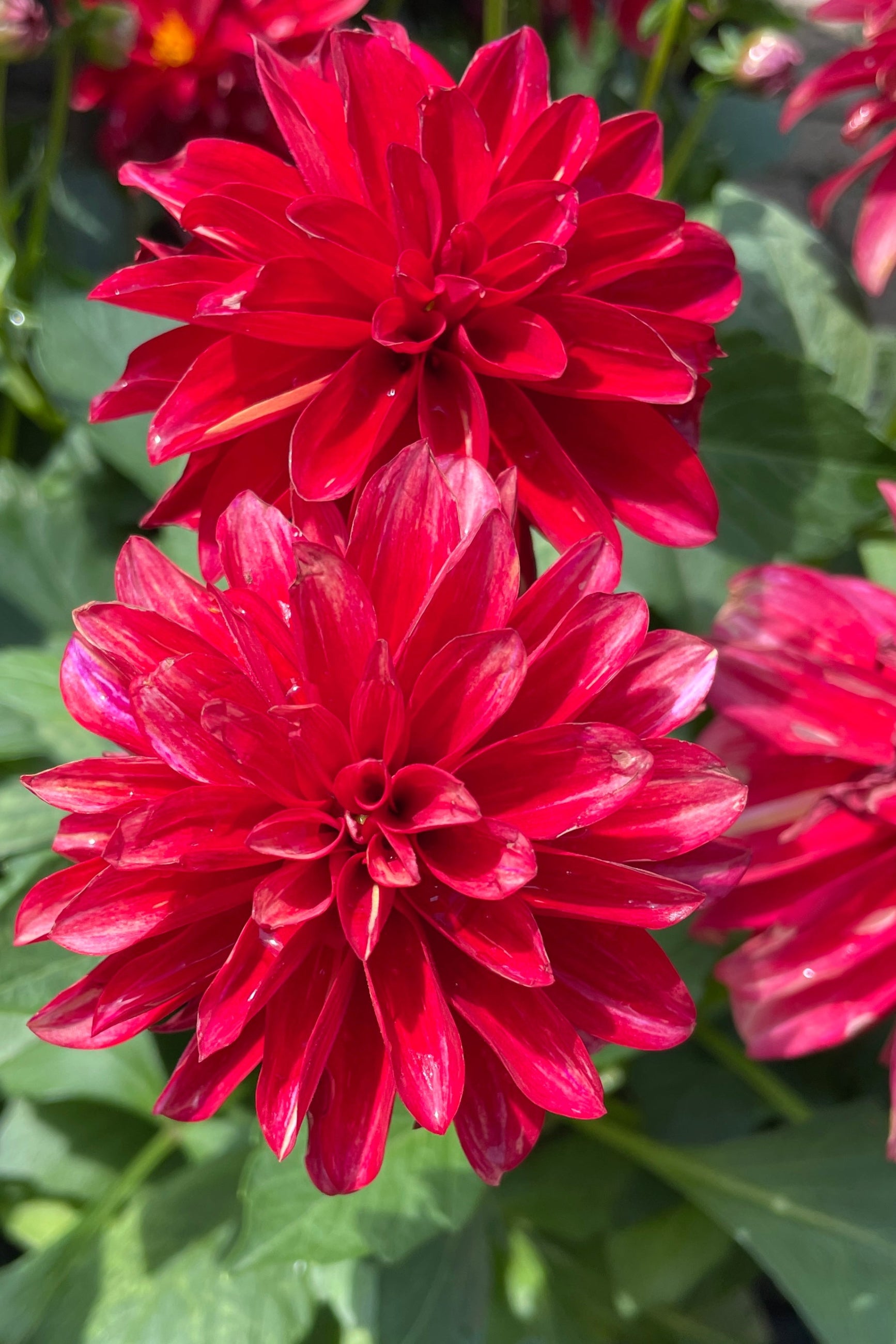 Dahlia 'LaBella Grande Red' in bloom with its bright red petals middle of may at Sprout Home. ©Sprout Home