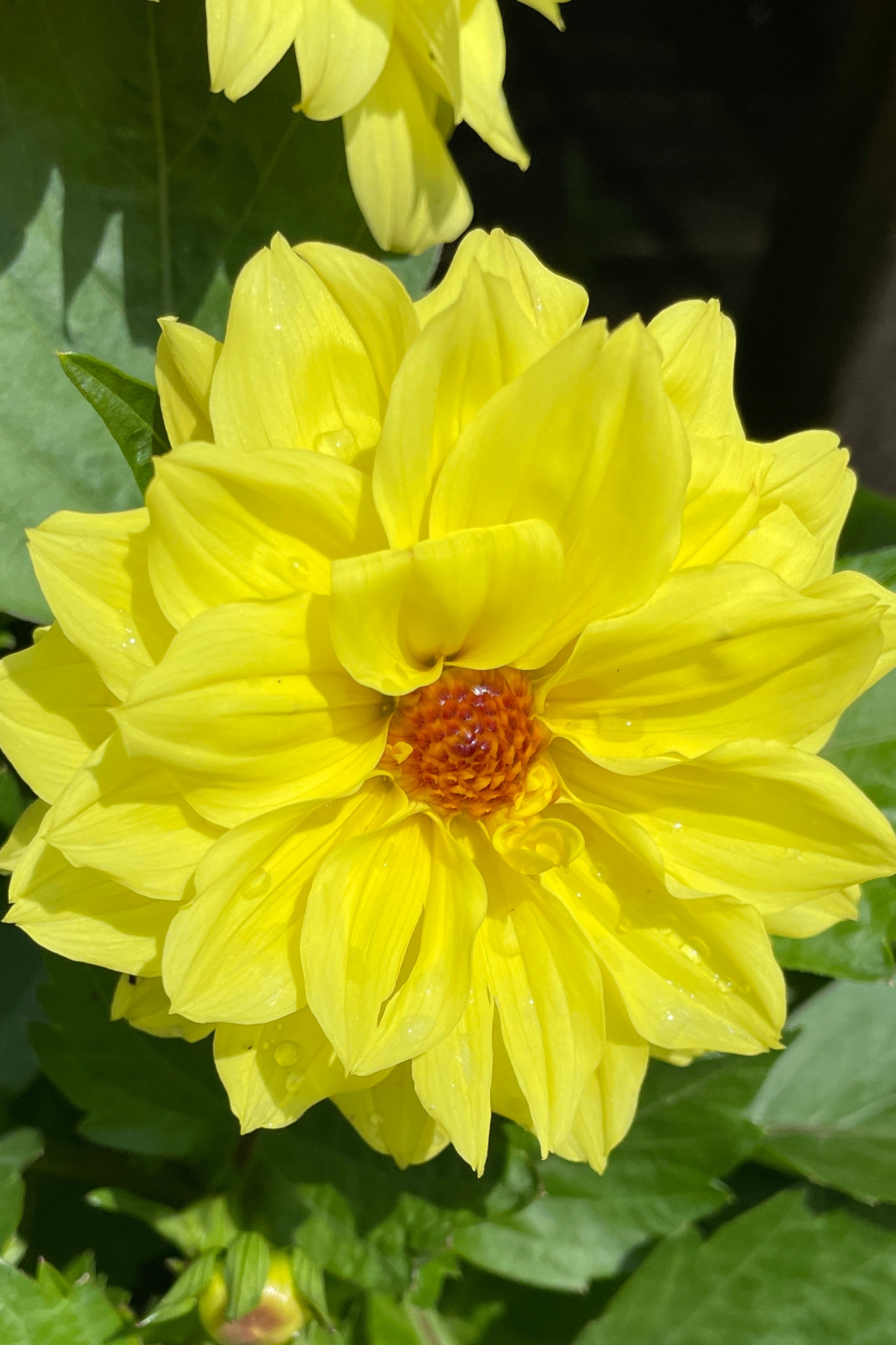 Dahlia 'LaBelle Grande Yellow' in full bloom focusing on one huge flower the middle of May at Sprout Home. ©Sprout Home
