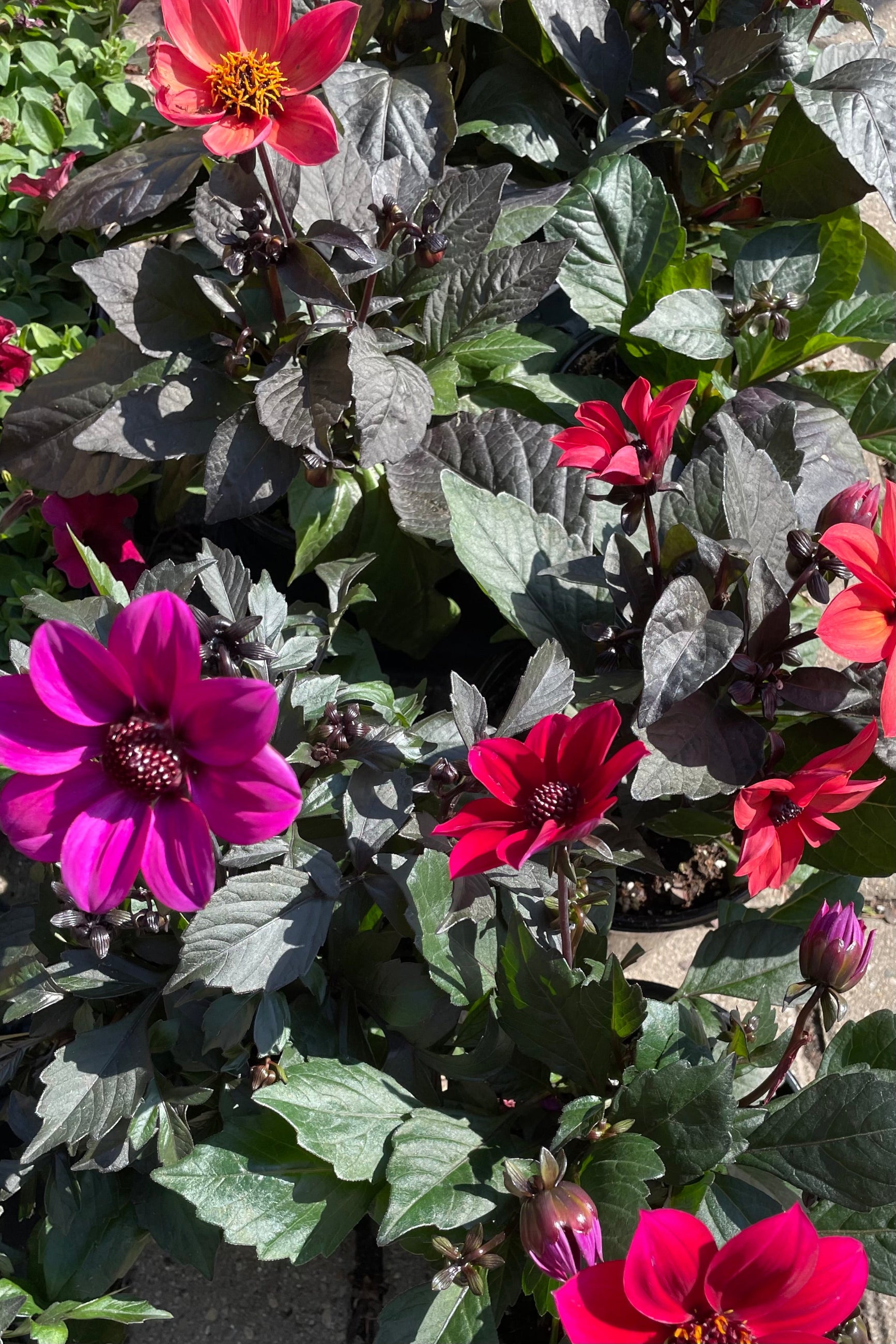 Group of Happy Days Dahlia in various colors looking from above the beginning of the summer. ©Sprout Home