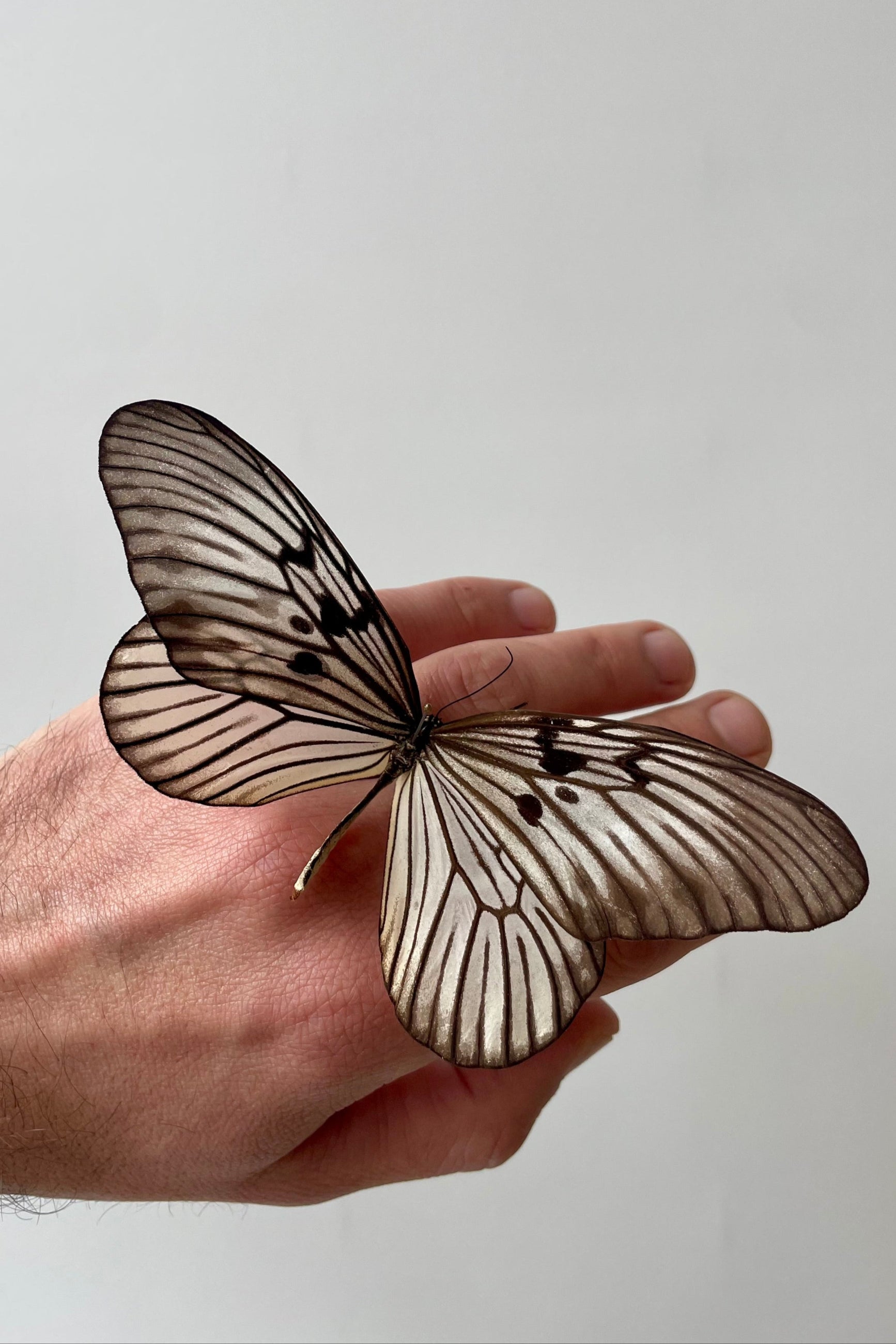 Photo of a black and white butterfly on a hand in front of a white wall. The butterfly is Idea blanchardi blanchardi ©Sprout Home
