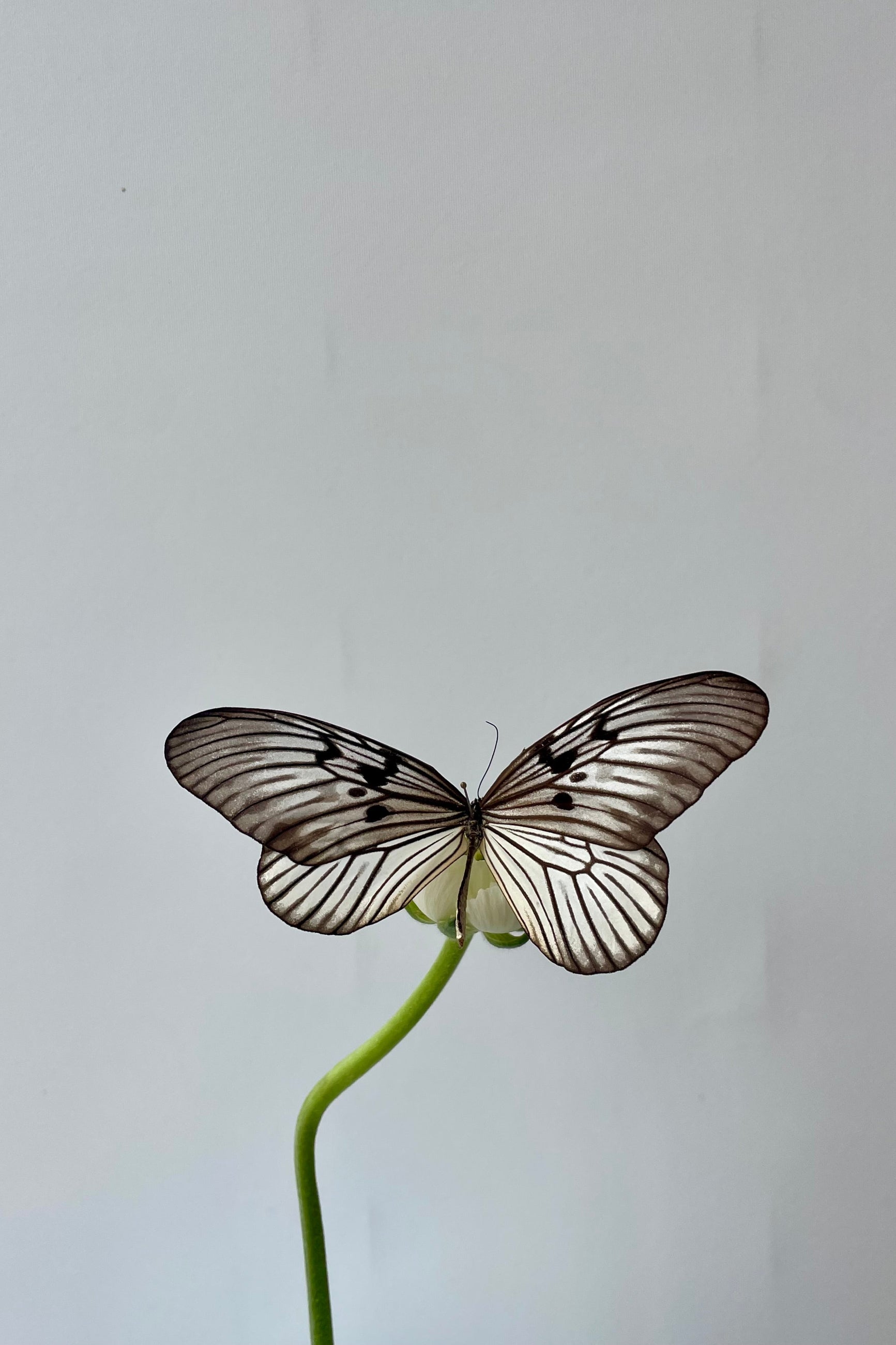 Photo of a black and white butterfly on a green flower stem in front of a white wall. The butterfly is Idea blanchardi blanchardi ©Sprout Home