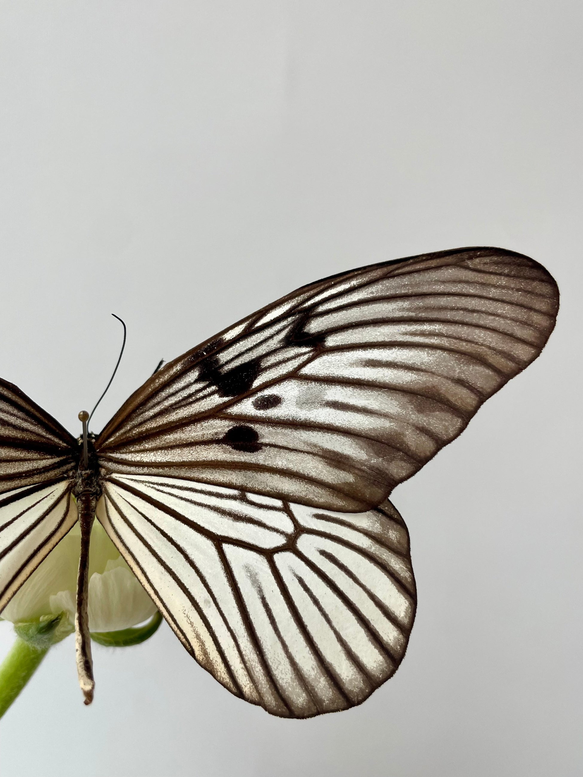 Close photo of a black and white butterfly on a green flower stem in front of a white wall. The butterfly is Idea blanchardi blanchardi ©Sprout Home