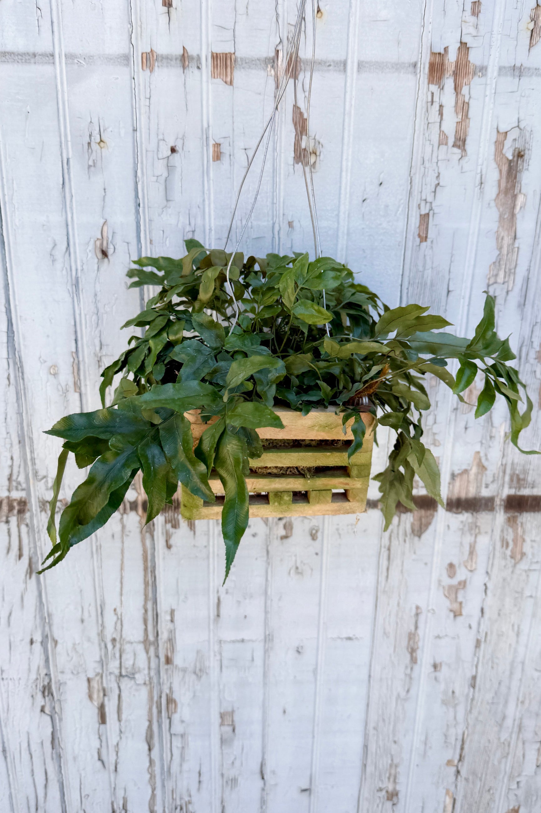 Davallia pentaphylla in a wooden crate against a rustic wooden wall. ©Sprout Home