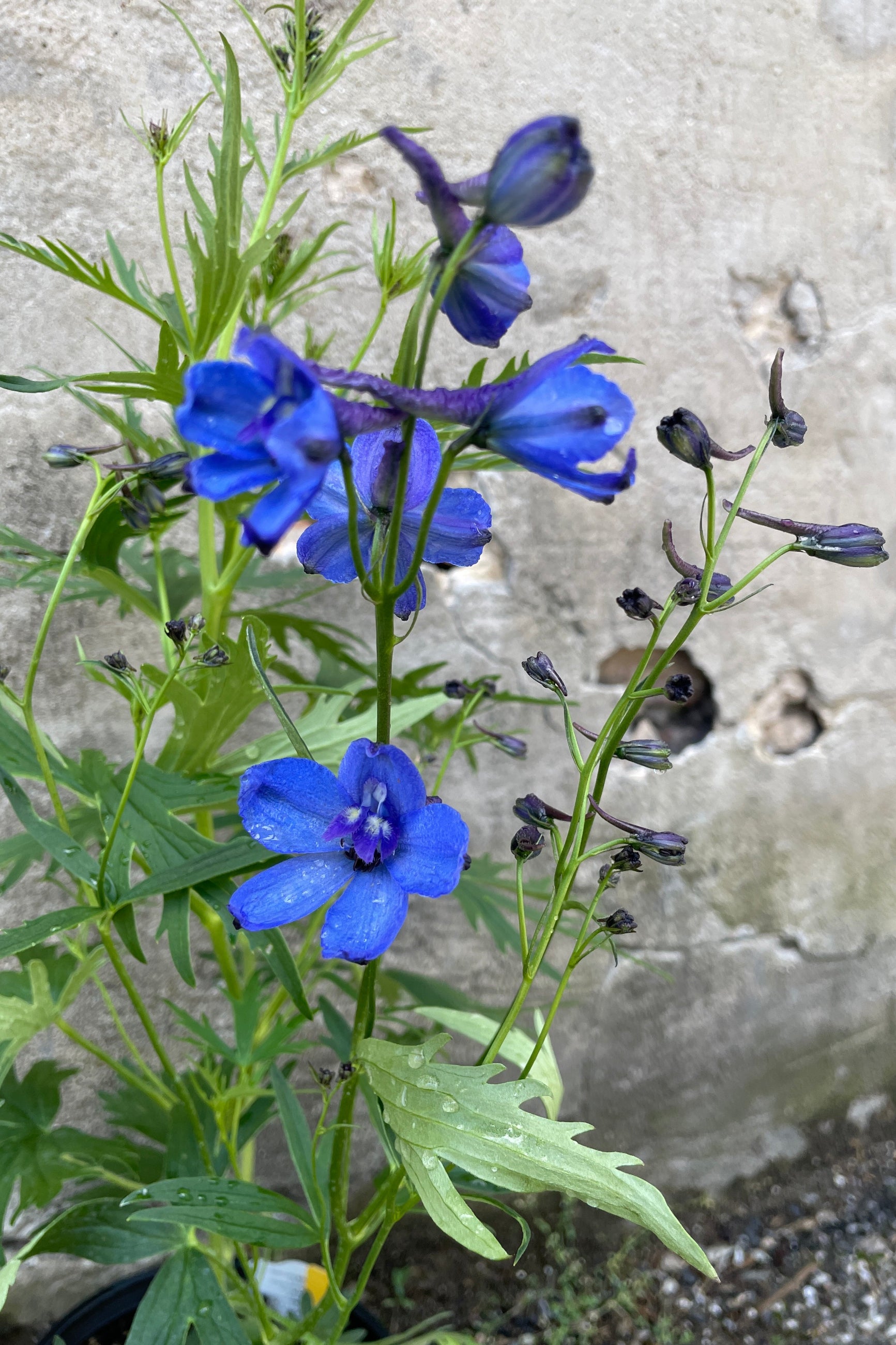 The bright blue flowers of the Delphinium 'Bellamosum' the beginning of June up close against a concrete wall at Sprout Home. ©Sprout Home