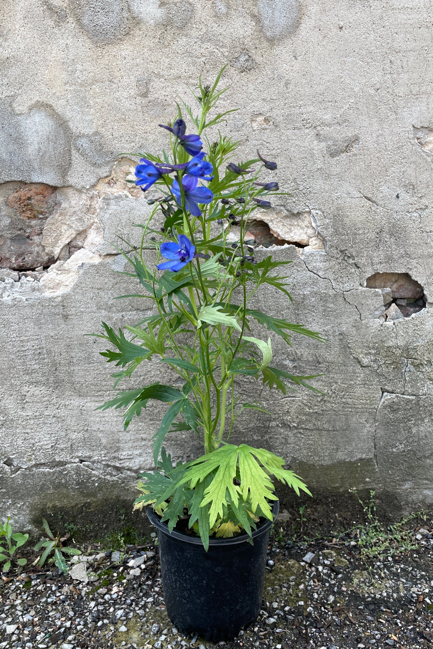 Delphinium x belladonna 'Bellamosum' in a #1 growers pot in bloom and bud the beginning of June ©Sprout Home