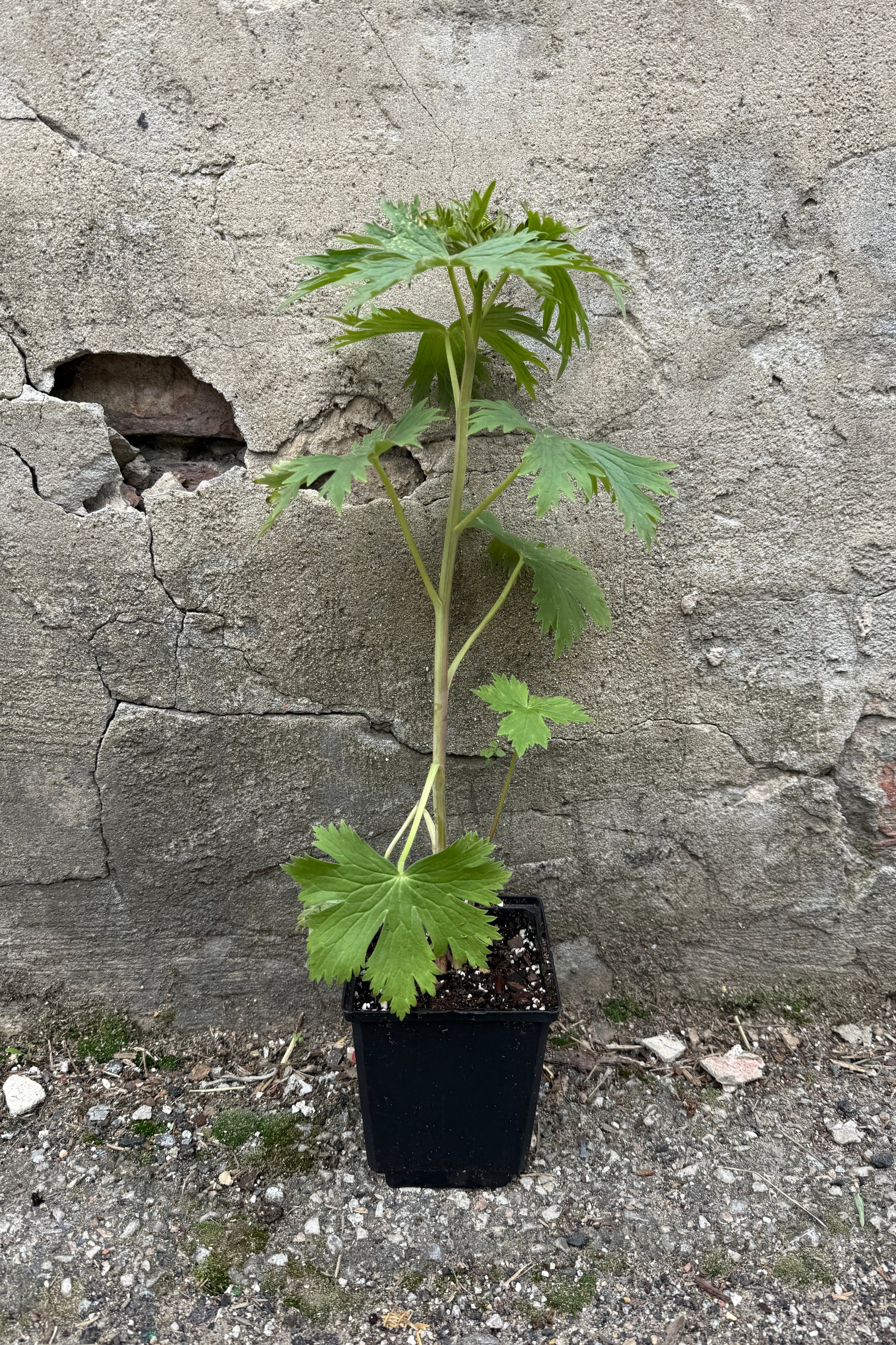 Delphinium 'Black Knight' in a 4.5" growers pot in April ©Sprout Home