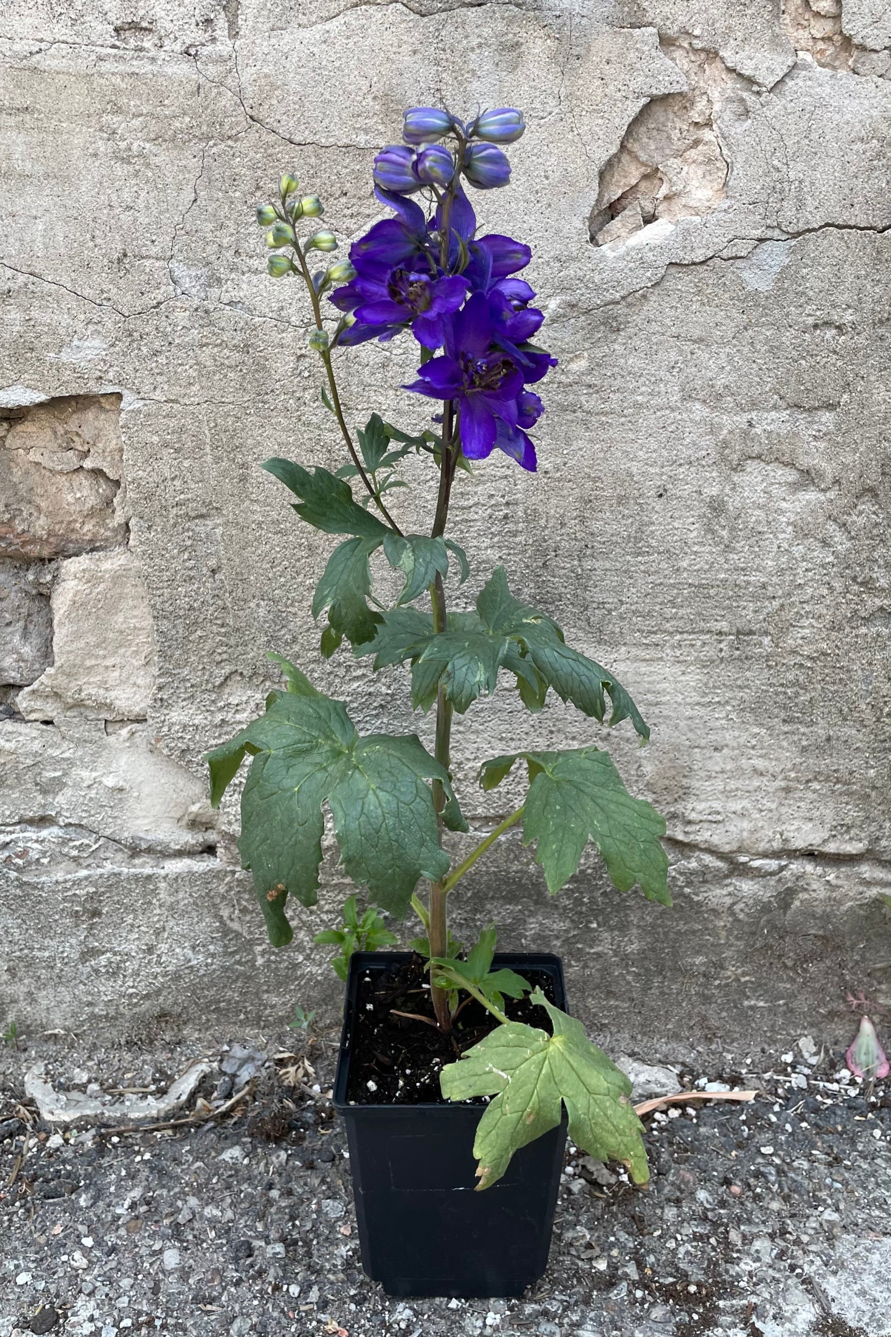 Delphinium 'Dark Blue / Dark Bee' in a 1qt growers pot blooming its dark blue purple flowers with black center the beginning of June. ©Sprout Home