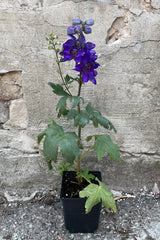 Delphinium 'Dark Blue / Dark Bee' in a 1qt growers pot blooming its dark blue purple flowers with black center the beginning of June. 