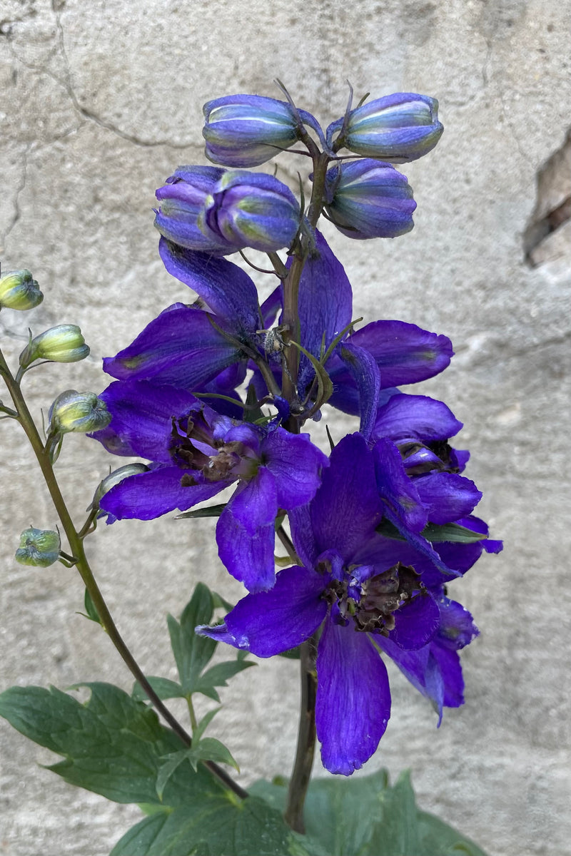 The open dark blue purple flower with black centers of the Delphinium 'Dark Blue / Dark Bee' the beginning of June. 