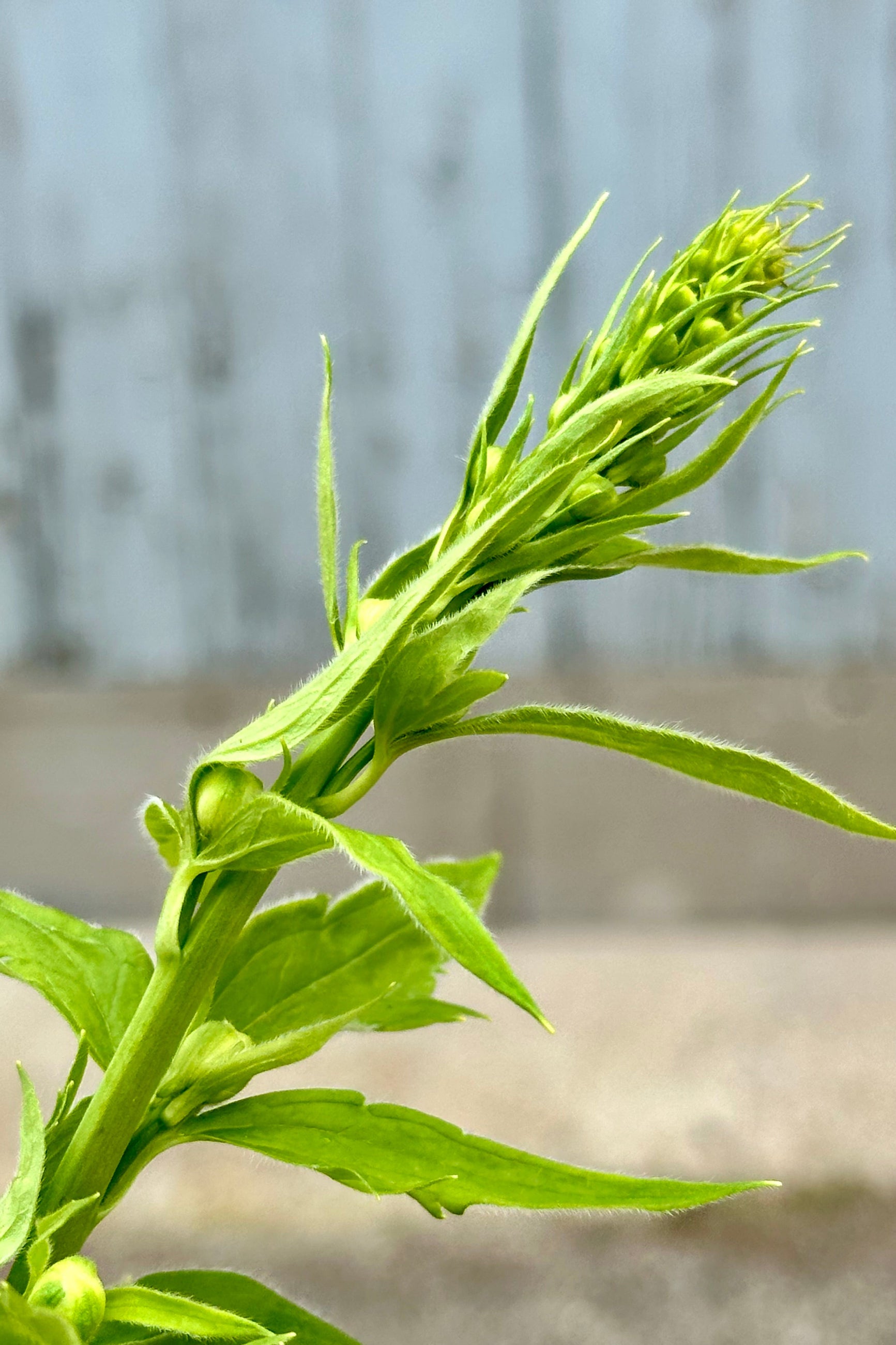 The starting buds about to open the beginning of June on the Delphinium 'Black Knight' perennial ©Sprout Home