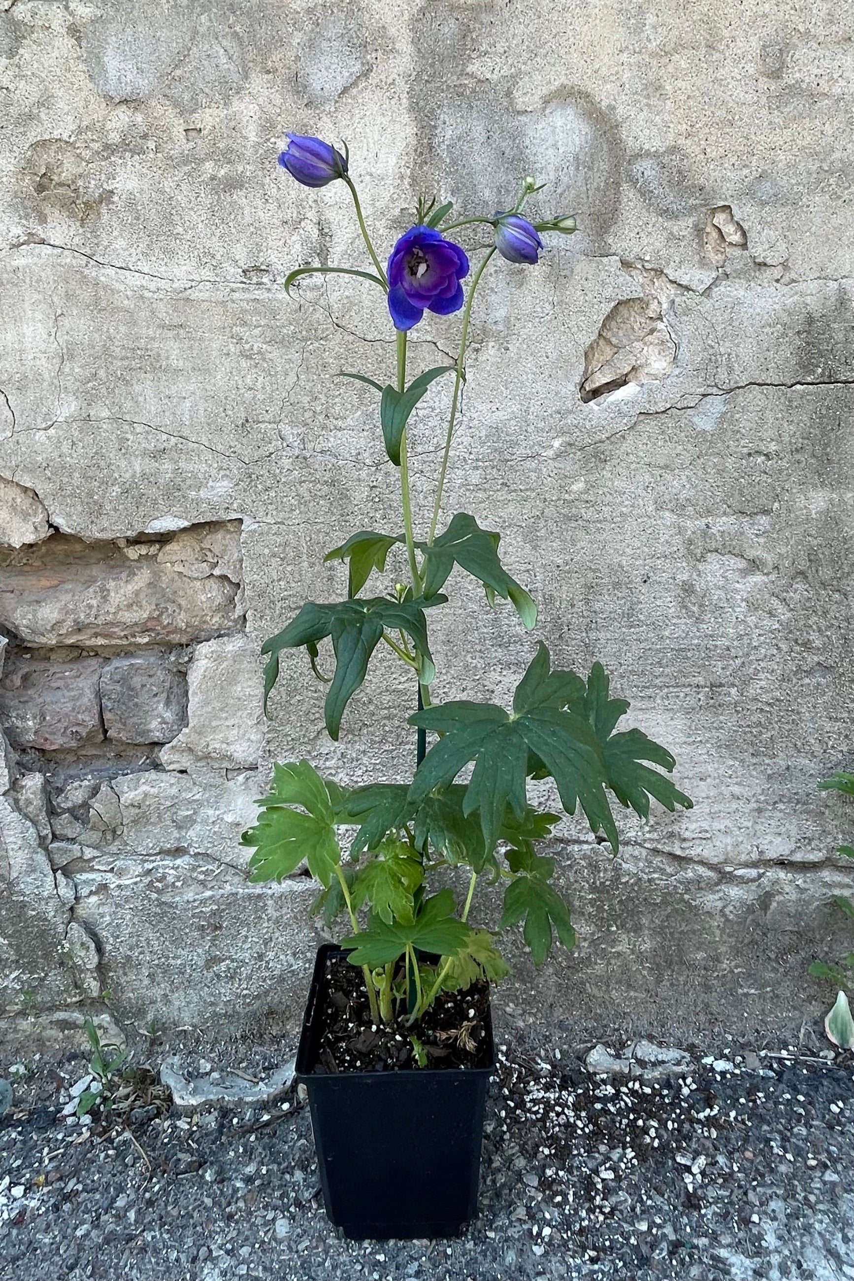 Delphinium 'Guardian Blue' in a 1qt growers pot in mid bloom middle of May in front of a concrete wall. ©Sprout Home