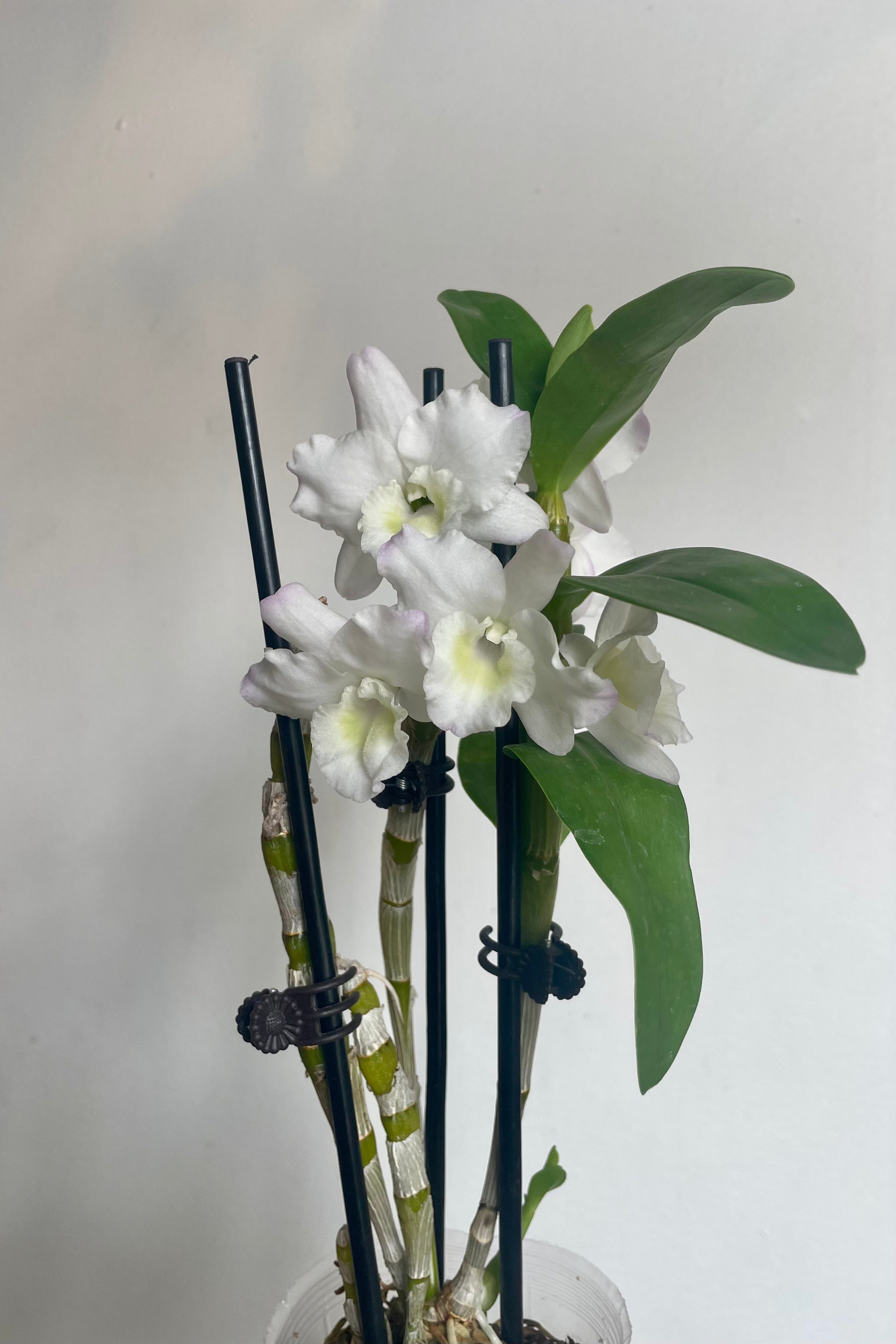 Photo of an orchid plant with leaves and flowers against a white wall. The orchid is a Dendrobium with tall canes supported by a stake. The canes have green leaves and white flowers. The plant is photographed against a white wall.