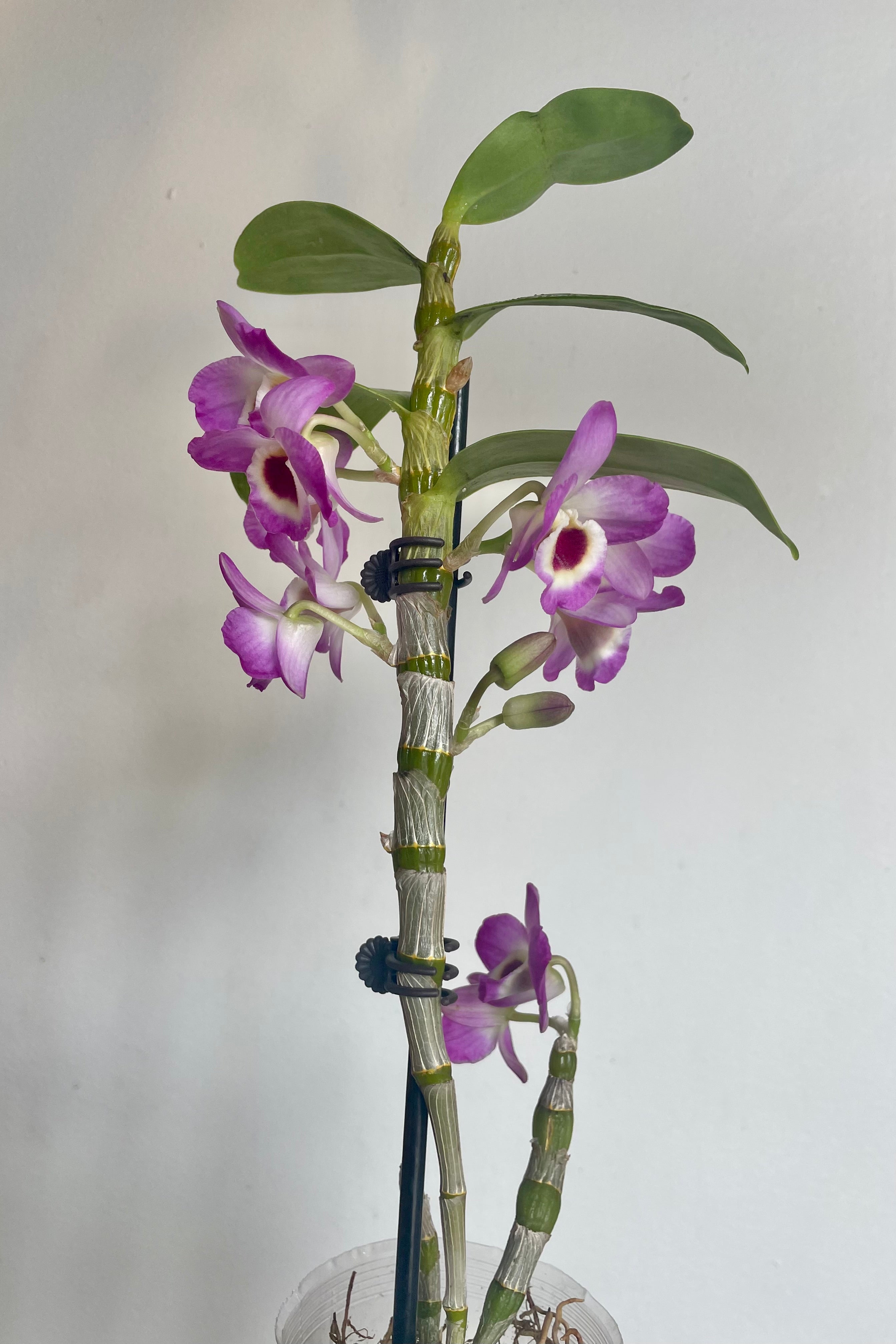 Photo of an orchid plant with leaves and flowers against a white wall. The orchid is a Dendrobium with tall canes supported by a stake. The canes have green leaves and purple and white flowers. The plant is photographed against a white wall.