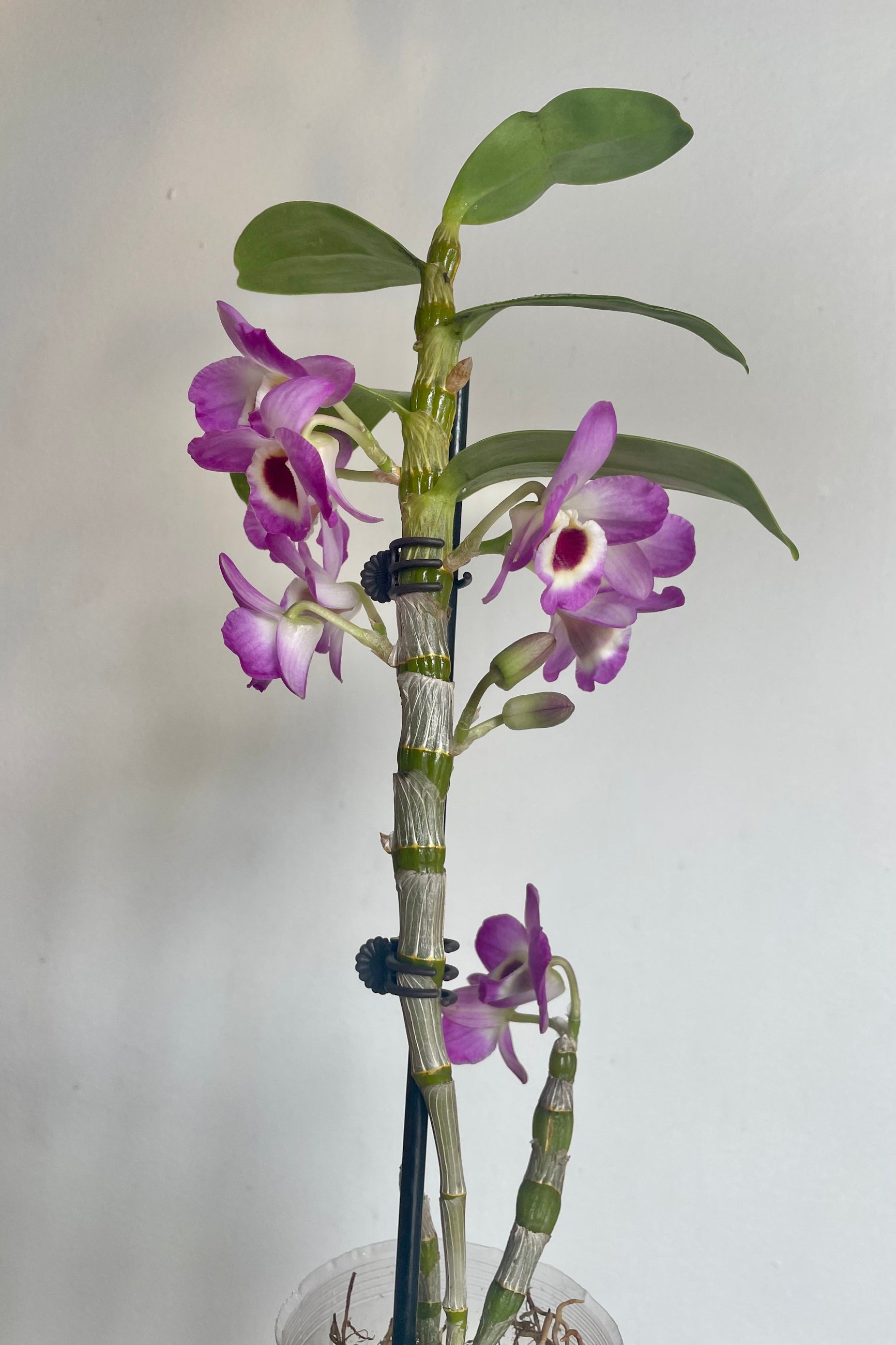 Photo of an orchid plant with leaves and flowers against a white wall. The orchid is a Dendrobium with tall canes supported by a stake. The canes have green leaves and purple and white flowers. The plant is photographed against a white wall. ©Sprout Home