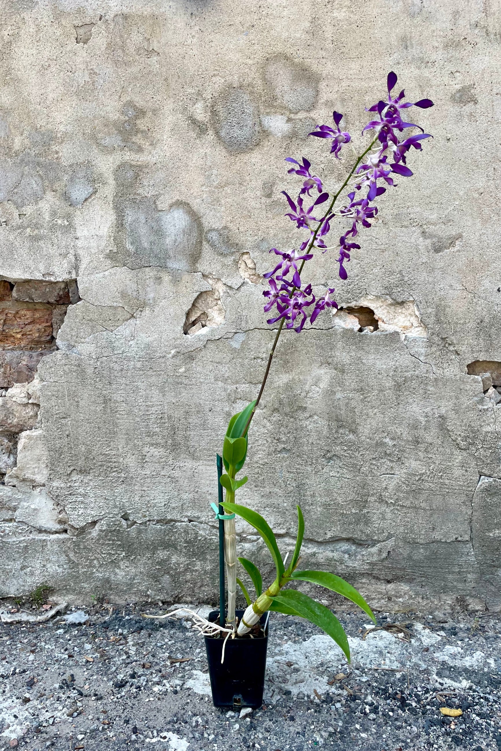 Photo of Dendrobium orchid in flower in a black nursery pot against a cement wall. ©Sprout Home