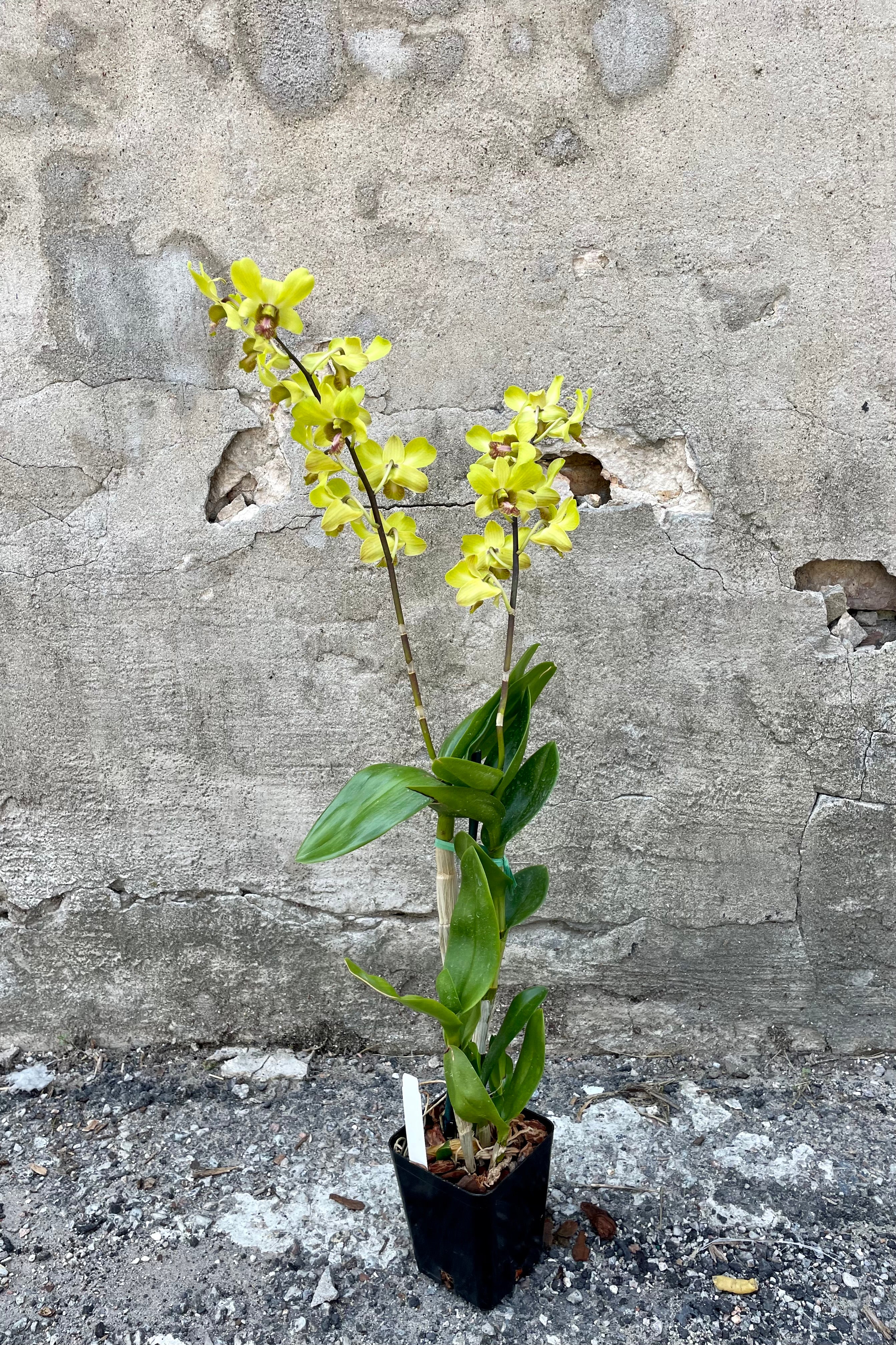 Photo of Dendrobium orchid in flower in a black nursery pot against a cement wall.
