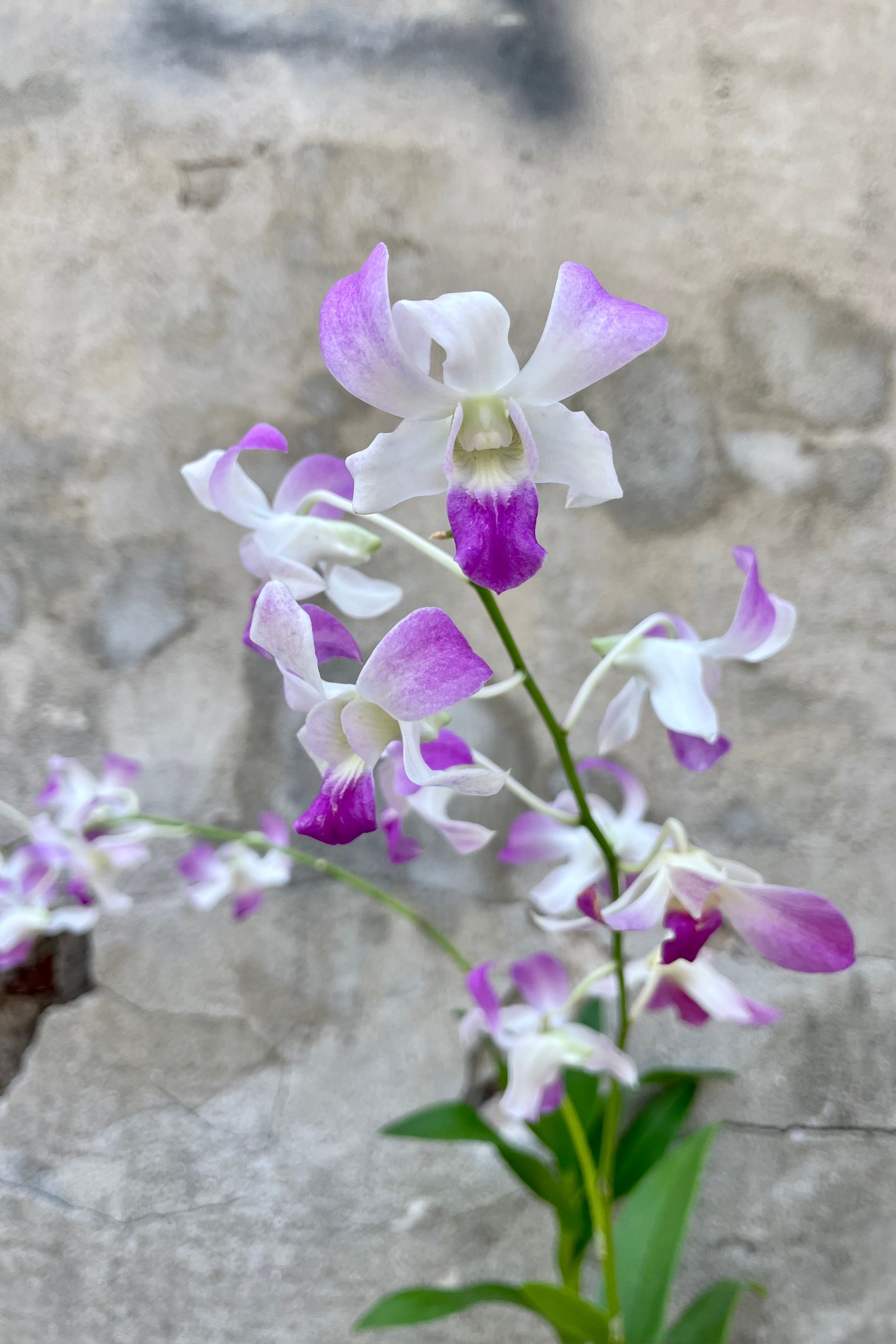 Close up photo of Dendrobium orchid flowers against a cement wall.