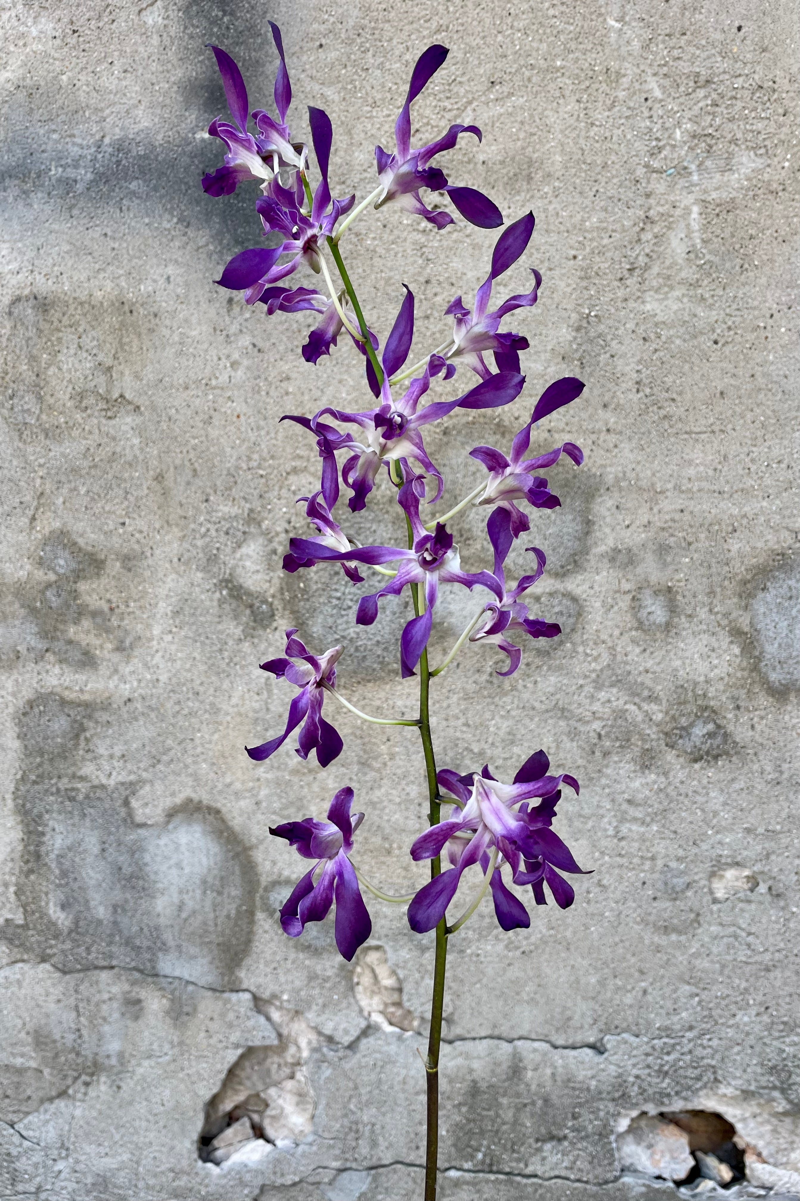 Close up photo of Dendrobium orchid flowers against a cement wall.