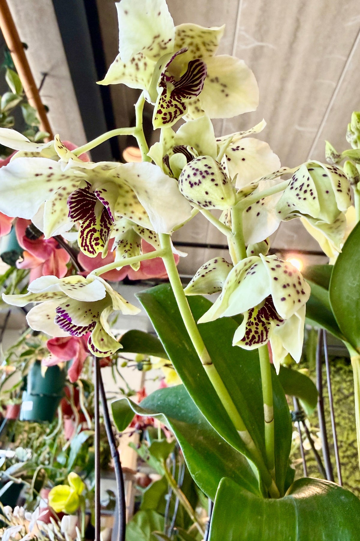 Dendrobium orchid wth white petals and purple markings ©Sprout Home
