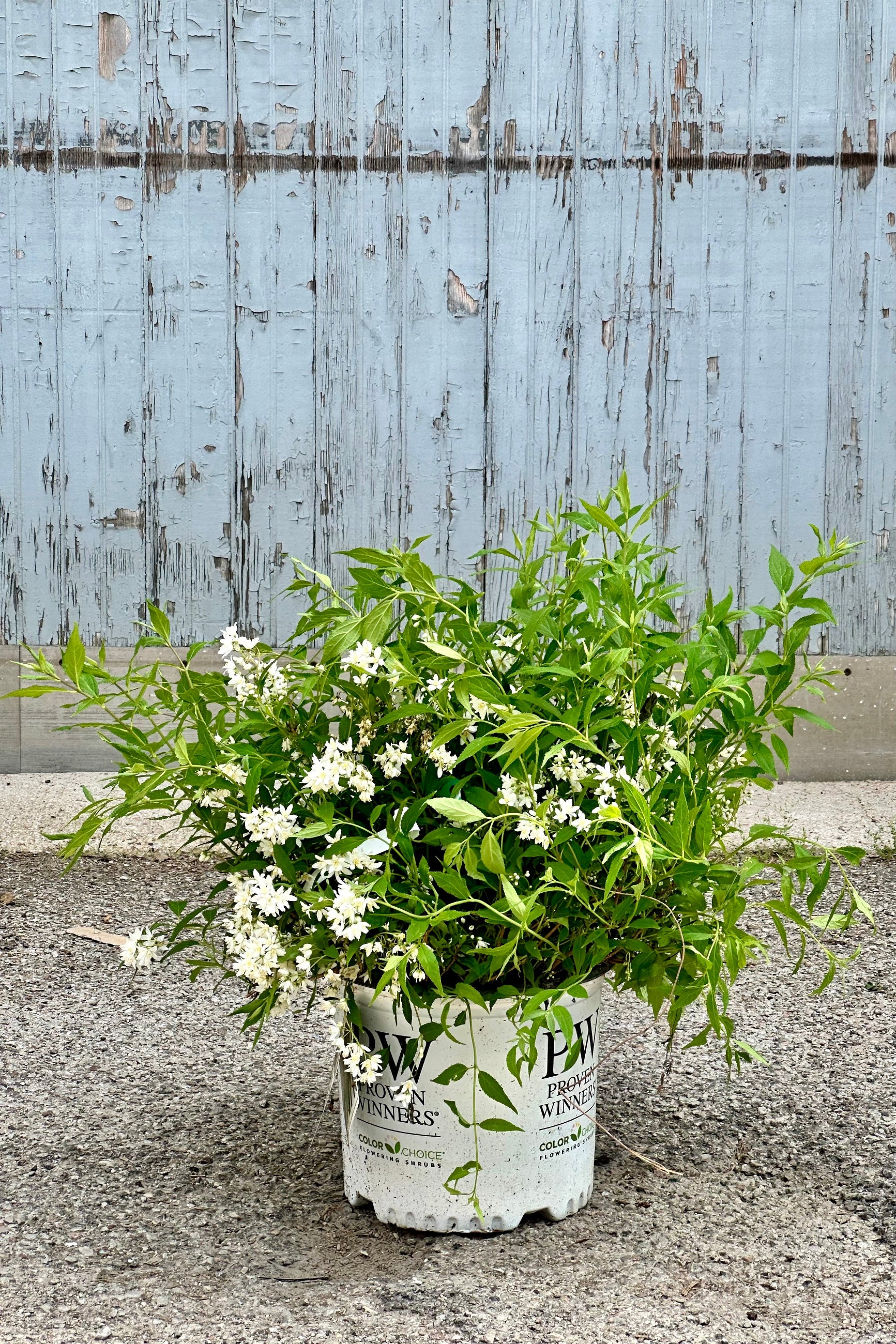 The Deutzia 'Yuki Snowflake' shrub mid may in bloom with its white flowers in a #3 growers pot at Sprout Home. ©Sprout Home