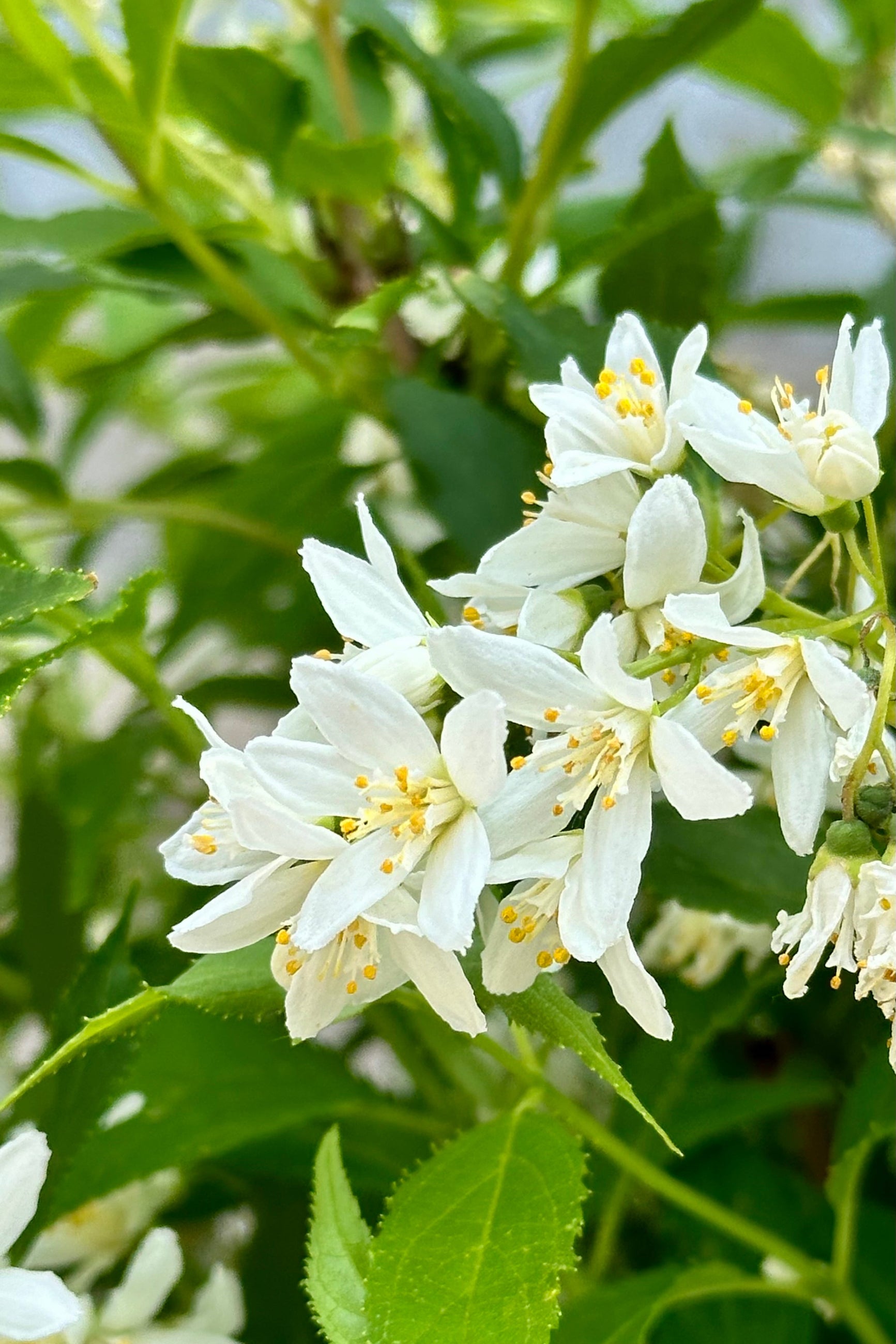 The white blooms of the Deutzia 'Yuki Snowflake' shrub the middle of May at Sprout Home. ©Sprout Home