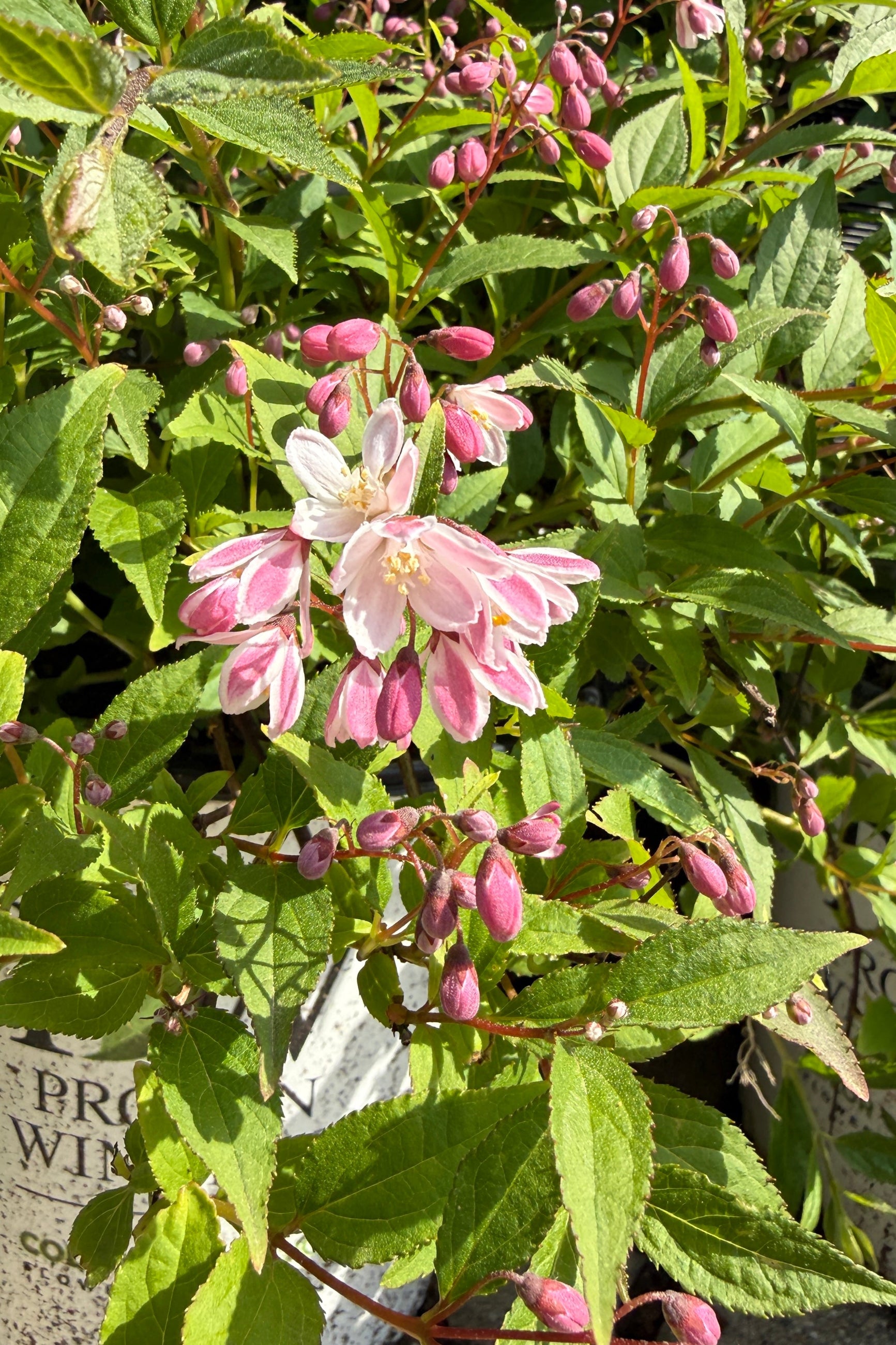 Deutzia 'Yuki Cherry Blossom' in bud and bloom up close the beginning of May ©Sprout Home