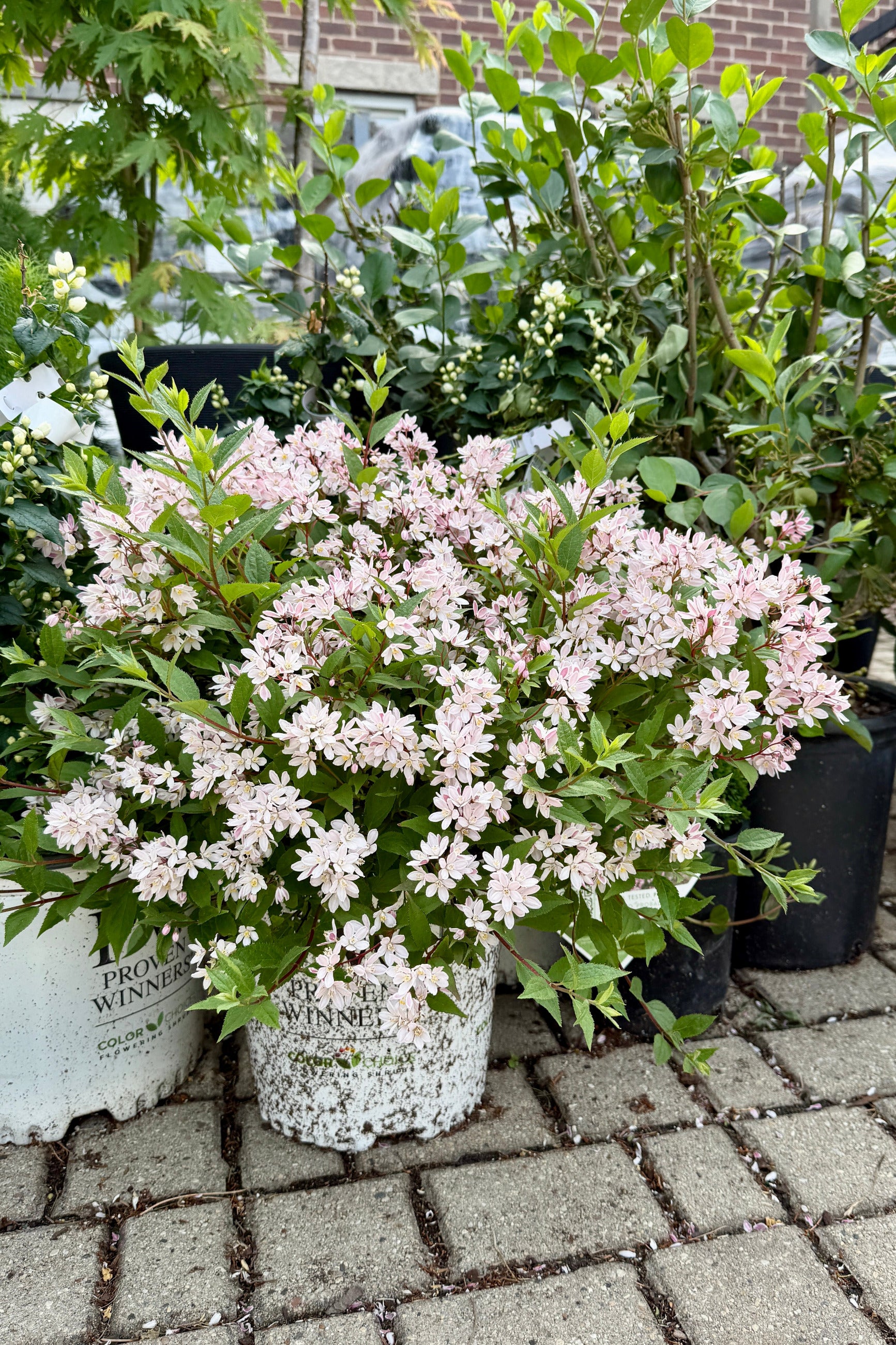 Deutzia 'Yuki Cherry Blossom' in a #2 growers pot in full bloom middle/end of May with pink flowers on a brick pavement ©Sprout Home