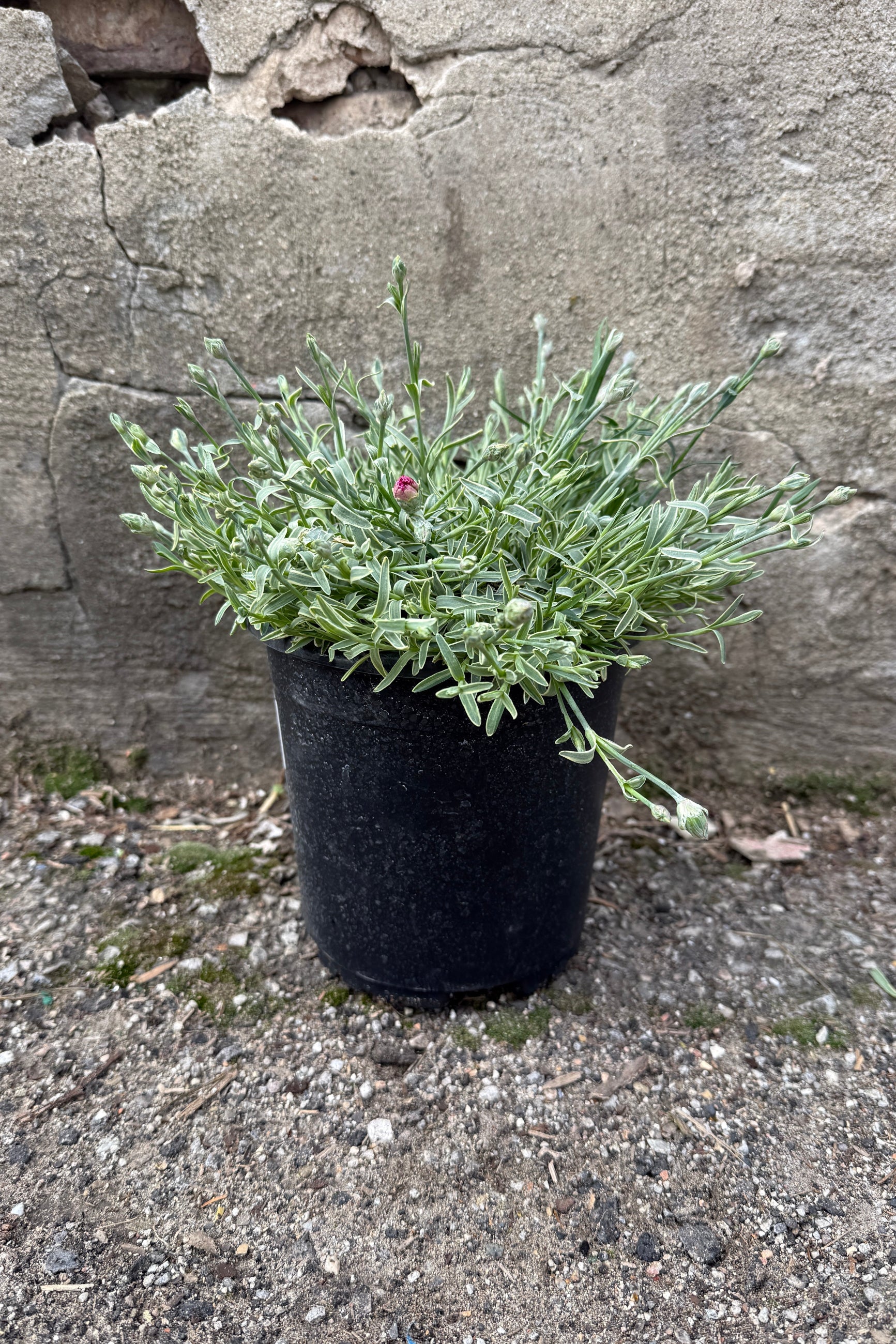 Dianthus Edgehog in APril a #1` growers pot ©Sprout Home