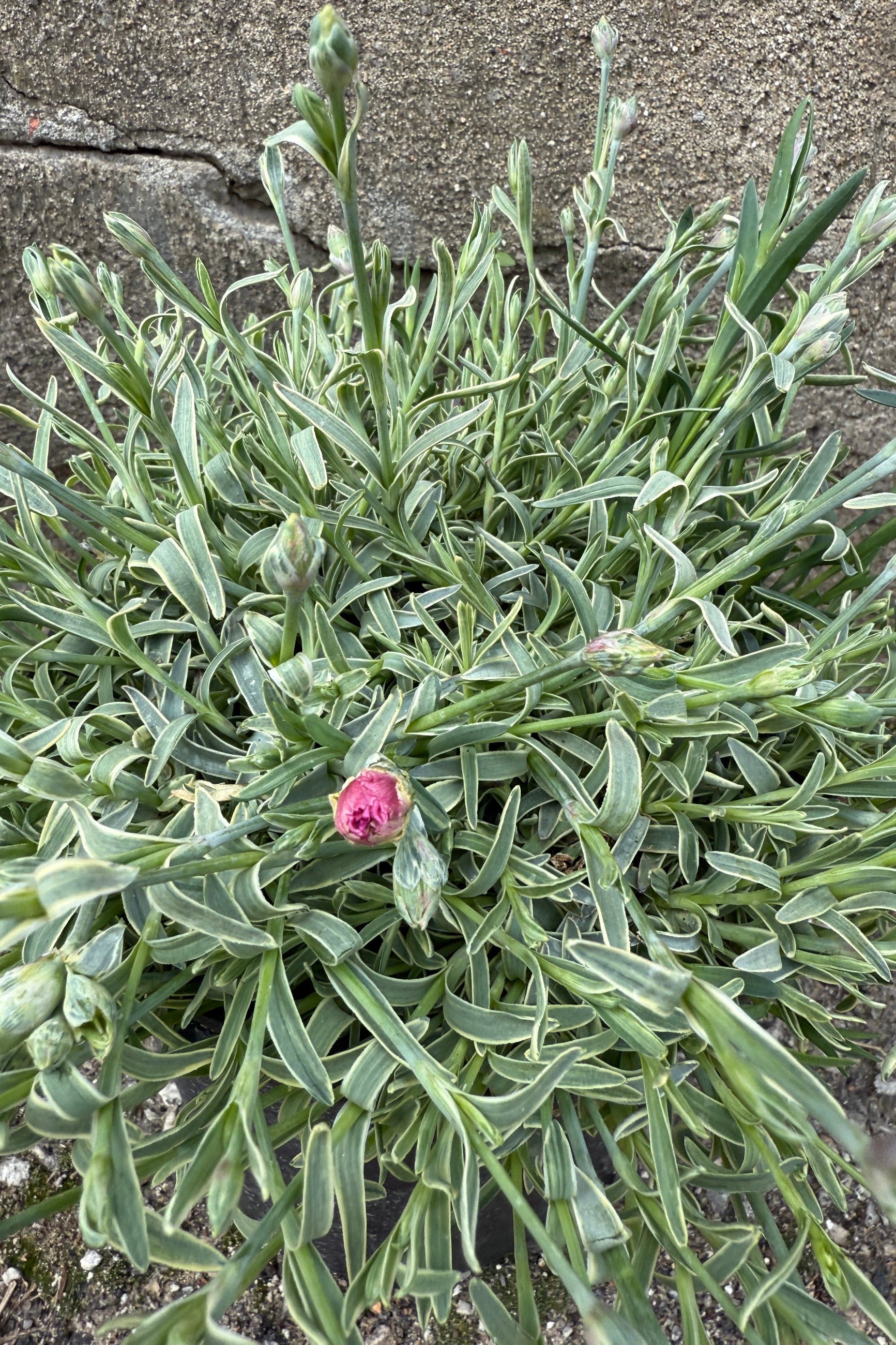 Dianthus Edgehog up close in APril ©Sprout Home