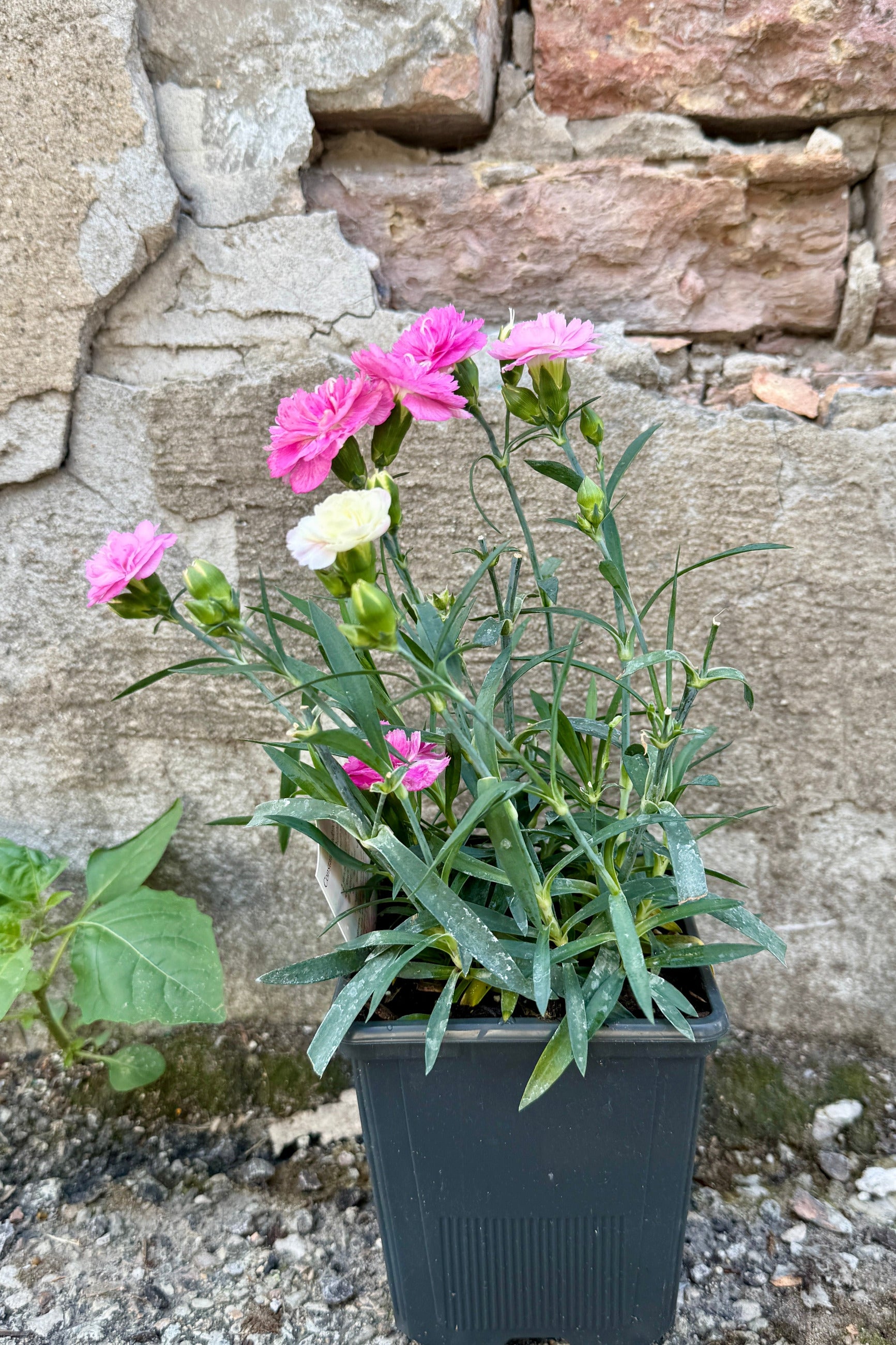 Dianthus 'Milk Cherry' in a 1qt growers pot in bloom the middle of June with pink and white flowers against a stone wall ©Sprout Home