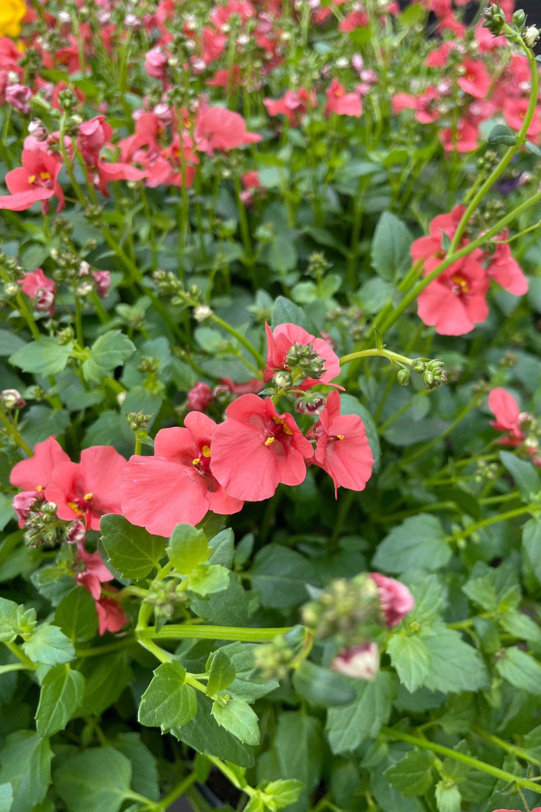 the salmon colored flowers up close of the Diascia 'Darla Deep Salmon' annual in the Sprout Home yard. ©Sprout Home