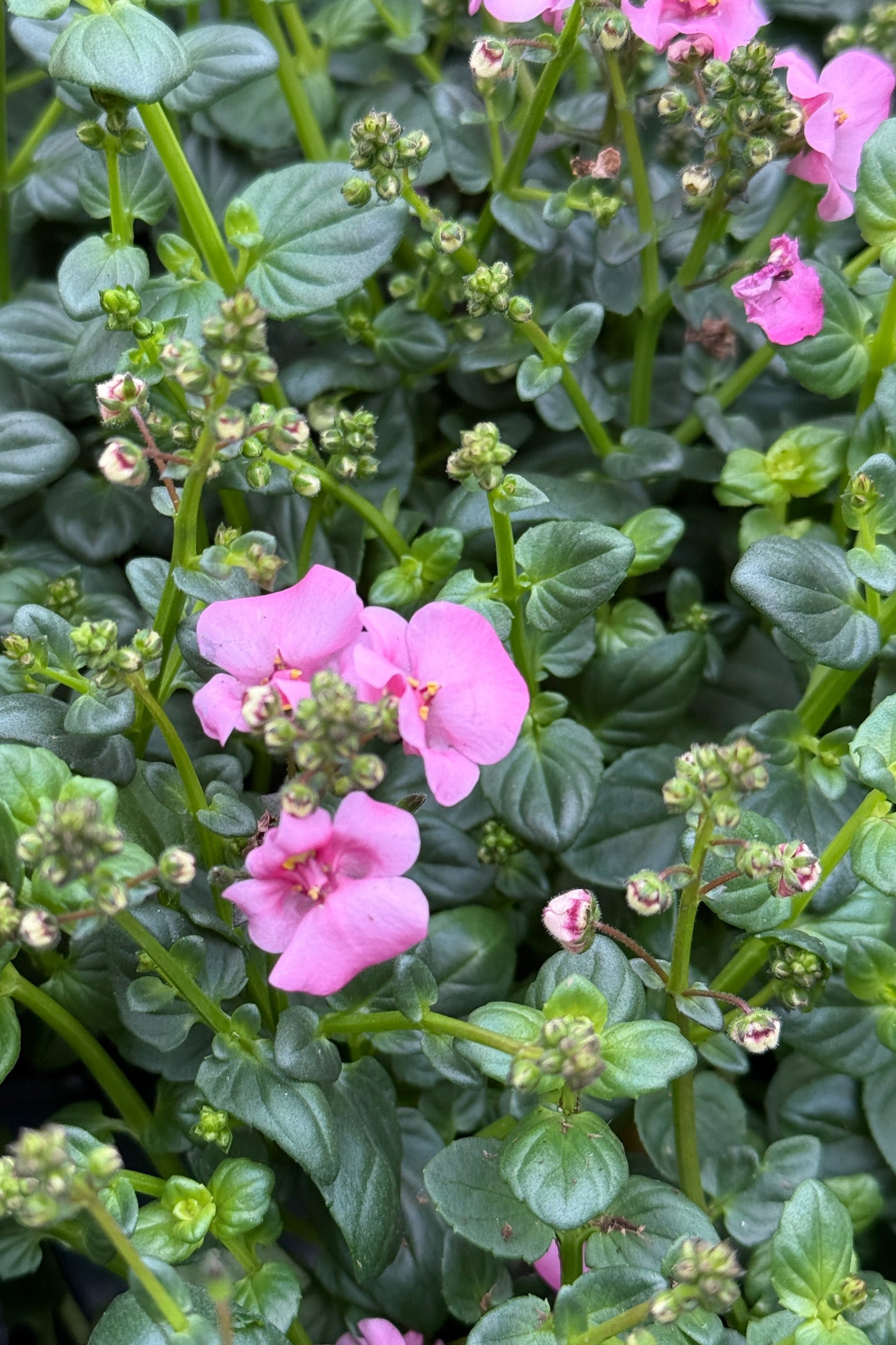 Diascia 'Darla Light Pink' up close in bud and bloom in April ©Sprout Home