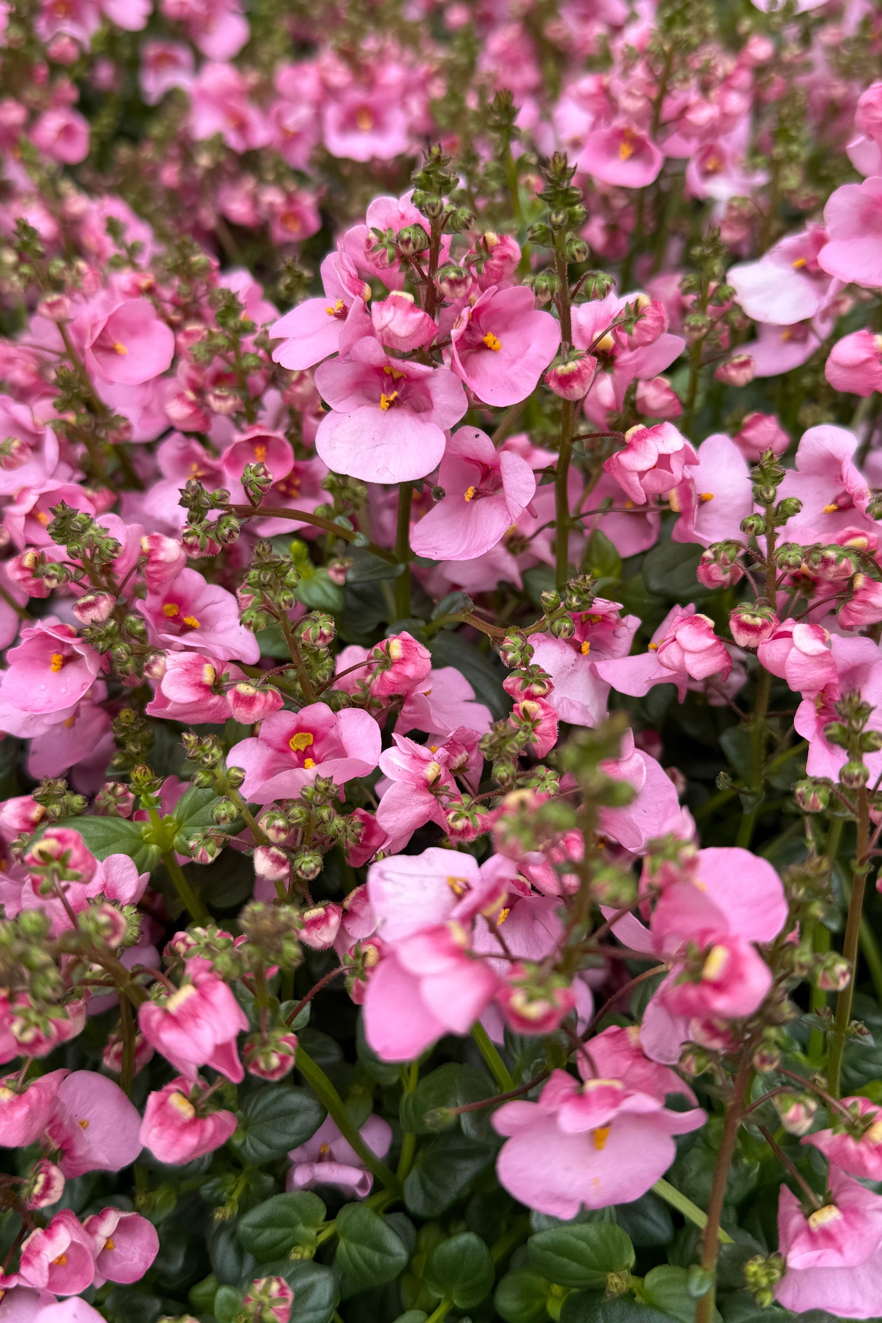 Diascia 'Darla Light Pink' flowers up close in May ©Sprout Home