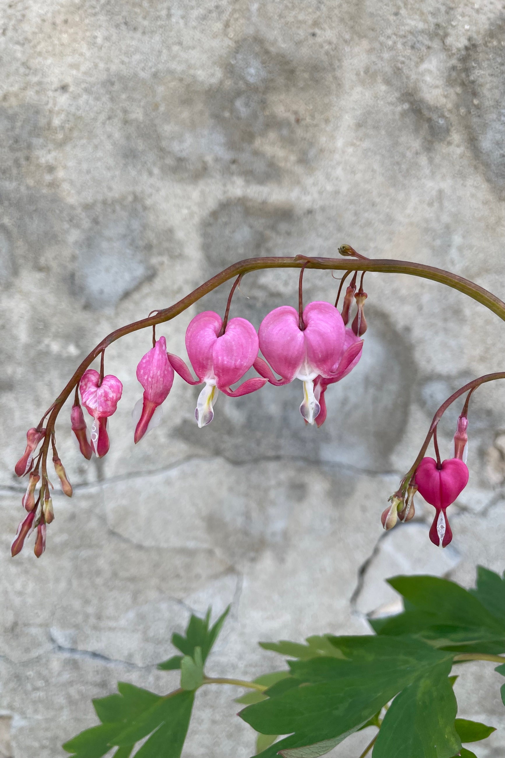 An up close picture of the heart shaped rose pink flowers on the Dicentra spectabillis the beginning of May ©Sprout Home