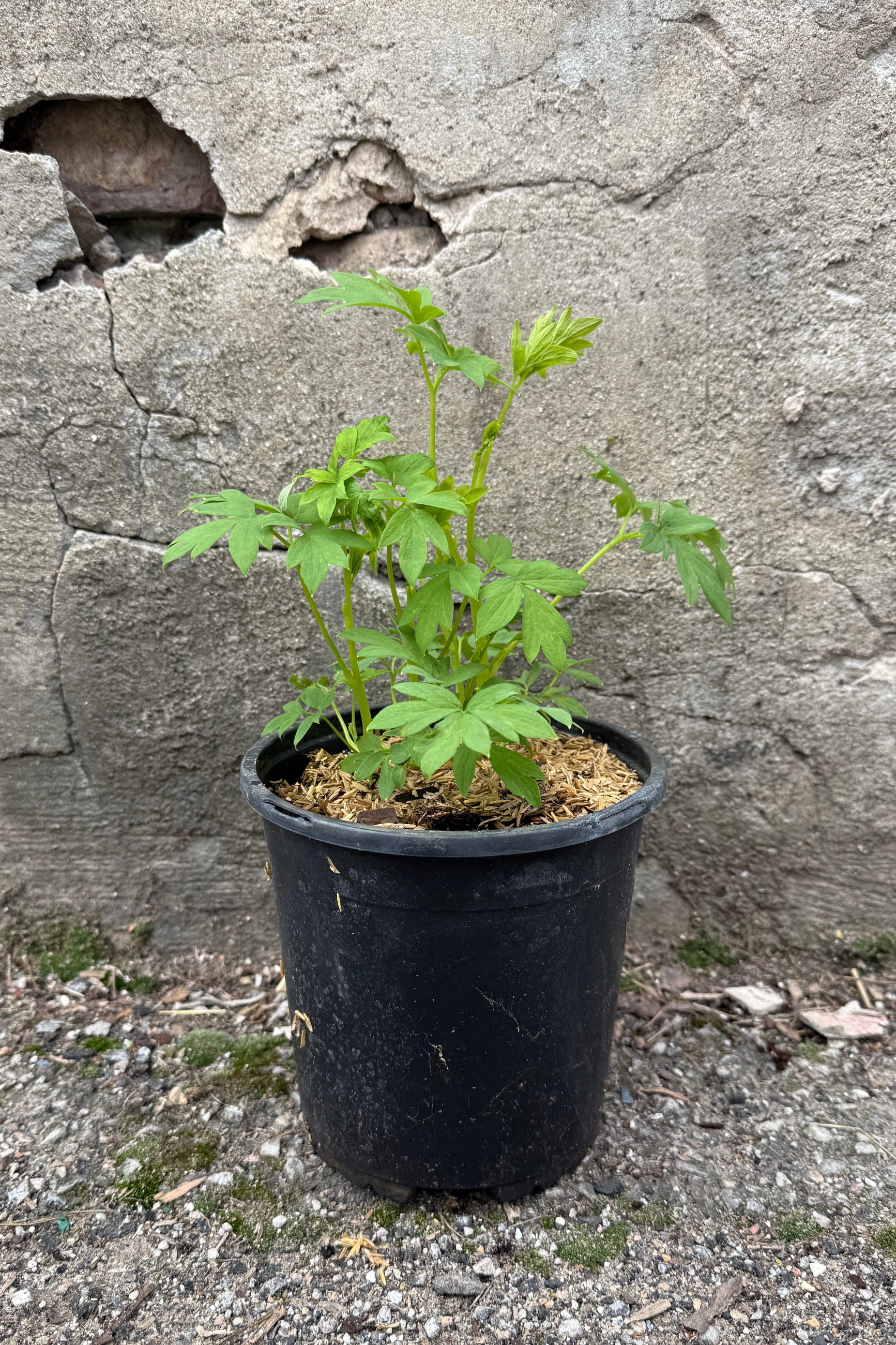 Dicentra 'Alba' up close with its green leaves prior to bloom in April in a #1 grower pot ©Sprout Home