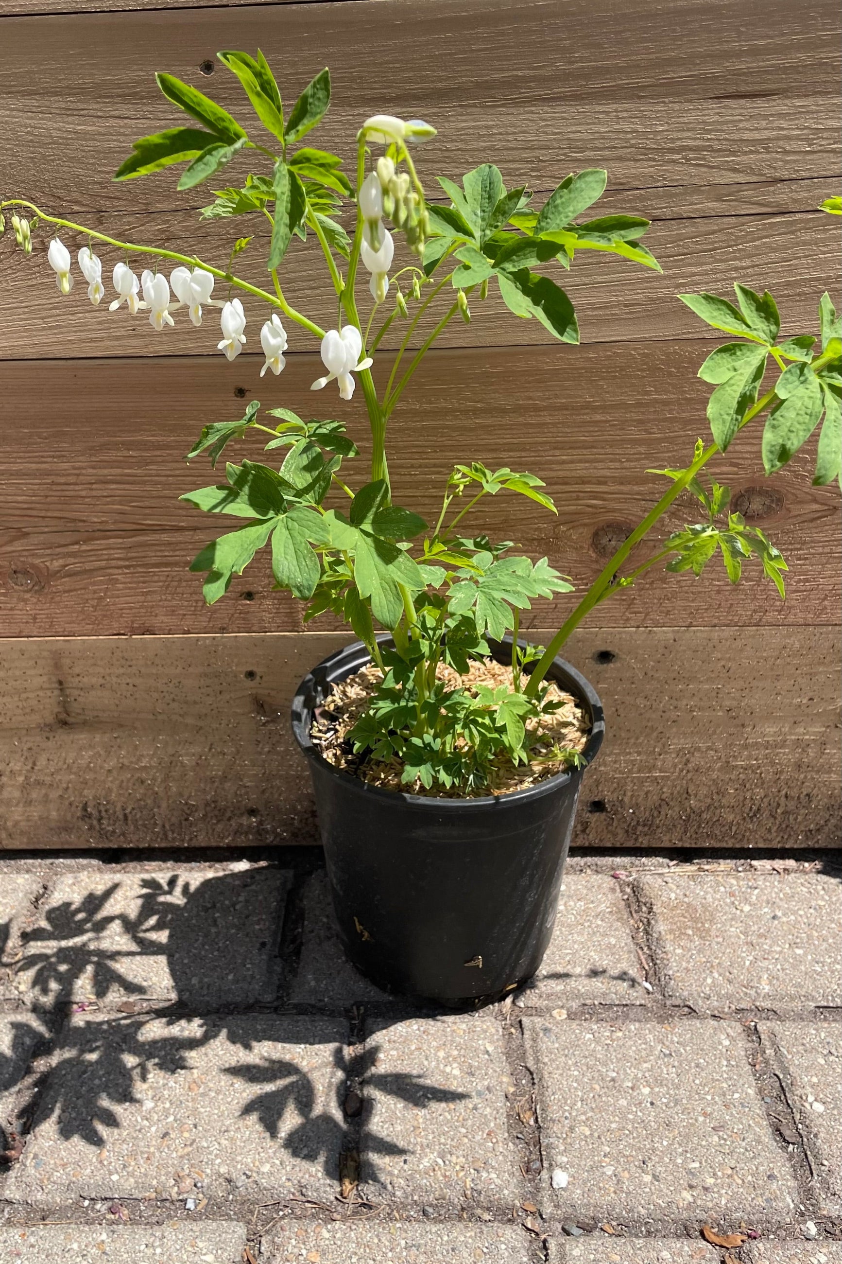 Dicentra 'Alba' bleeding heart in a #1 pot size in bloom with its white flowers and graceful stems against cedar. ©Sprout Home
