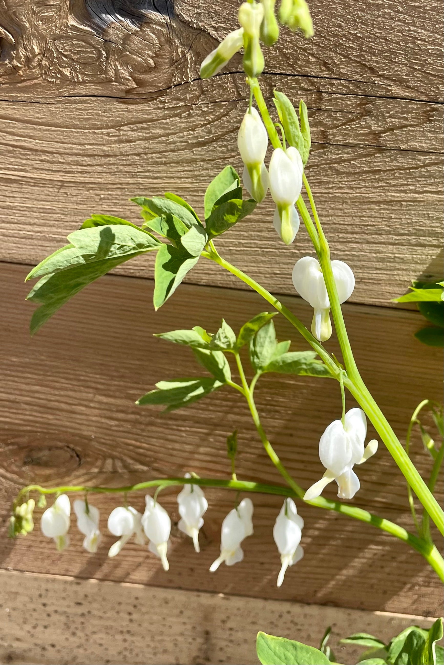 Dicentra 'Alba' bleeding heart in bloom the beginning of May with its white flowers and delicate green stems. ©Sprout Home