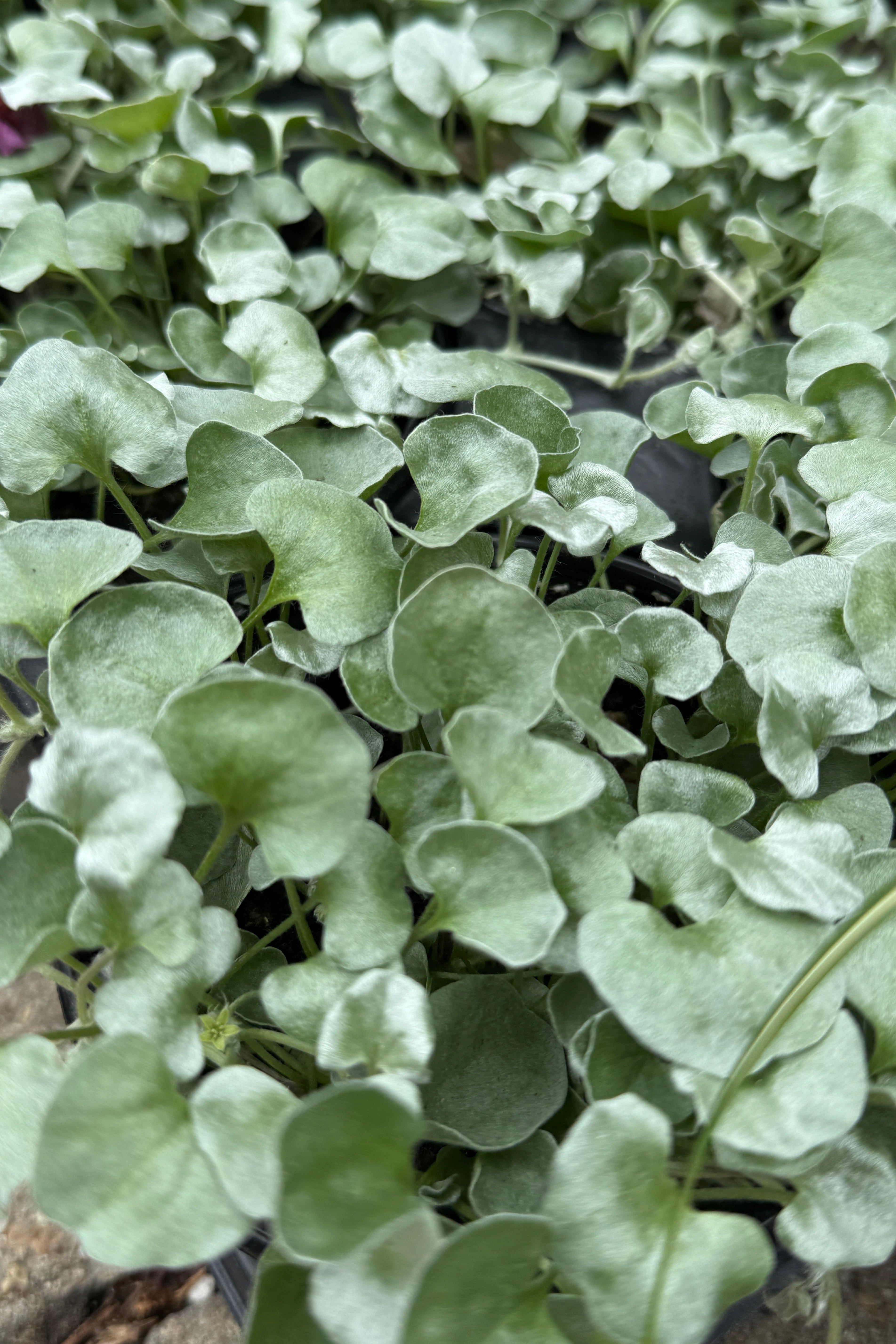 Dichondra 'Silver Falls' silver leaves up close in May ©Sprout Home