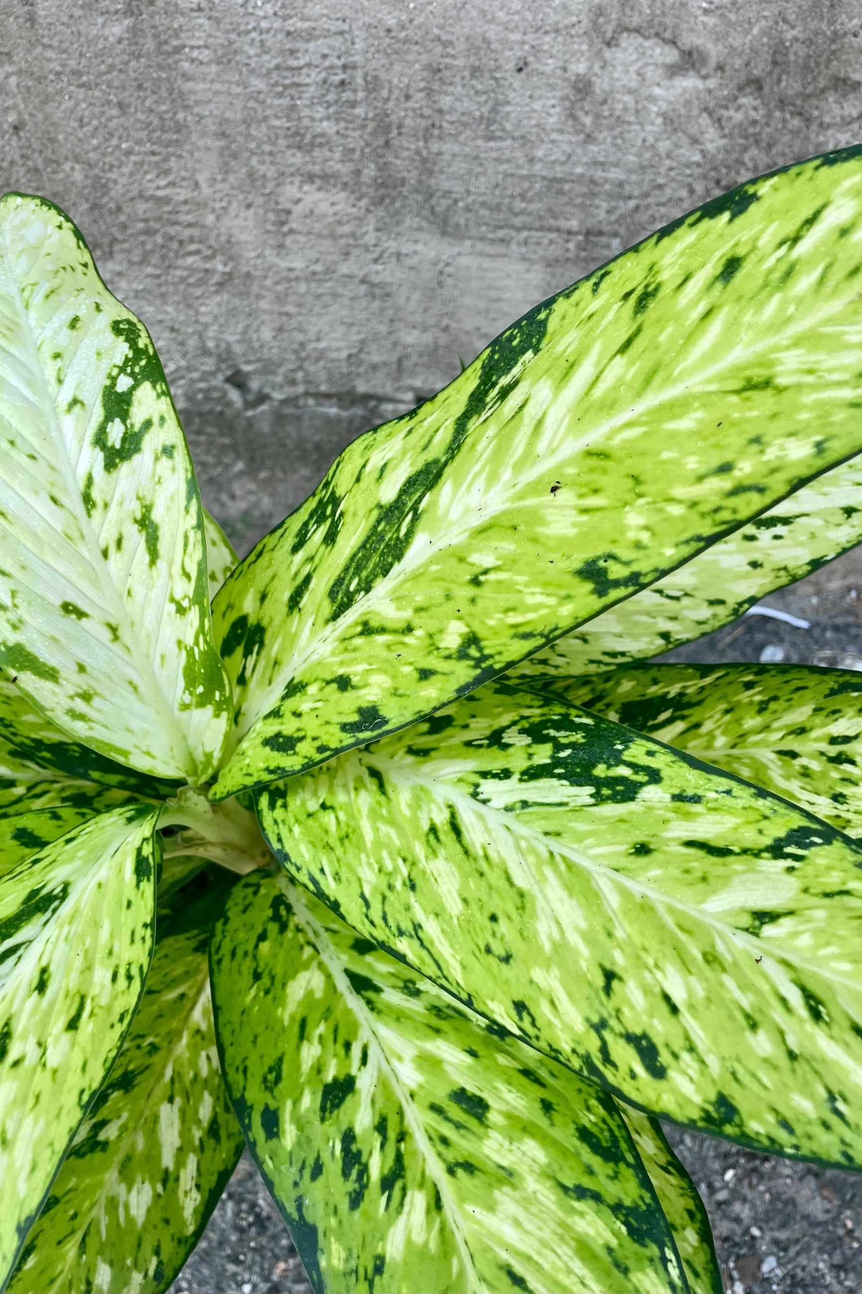 Dieffenbachia 'Star Bright' 6"
