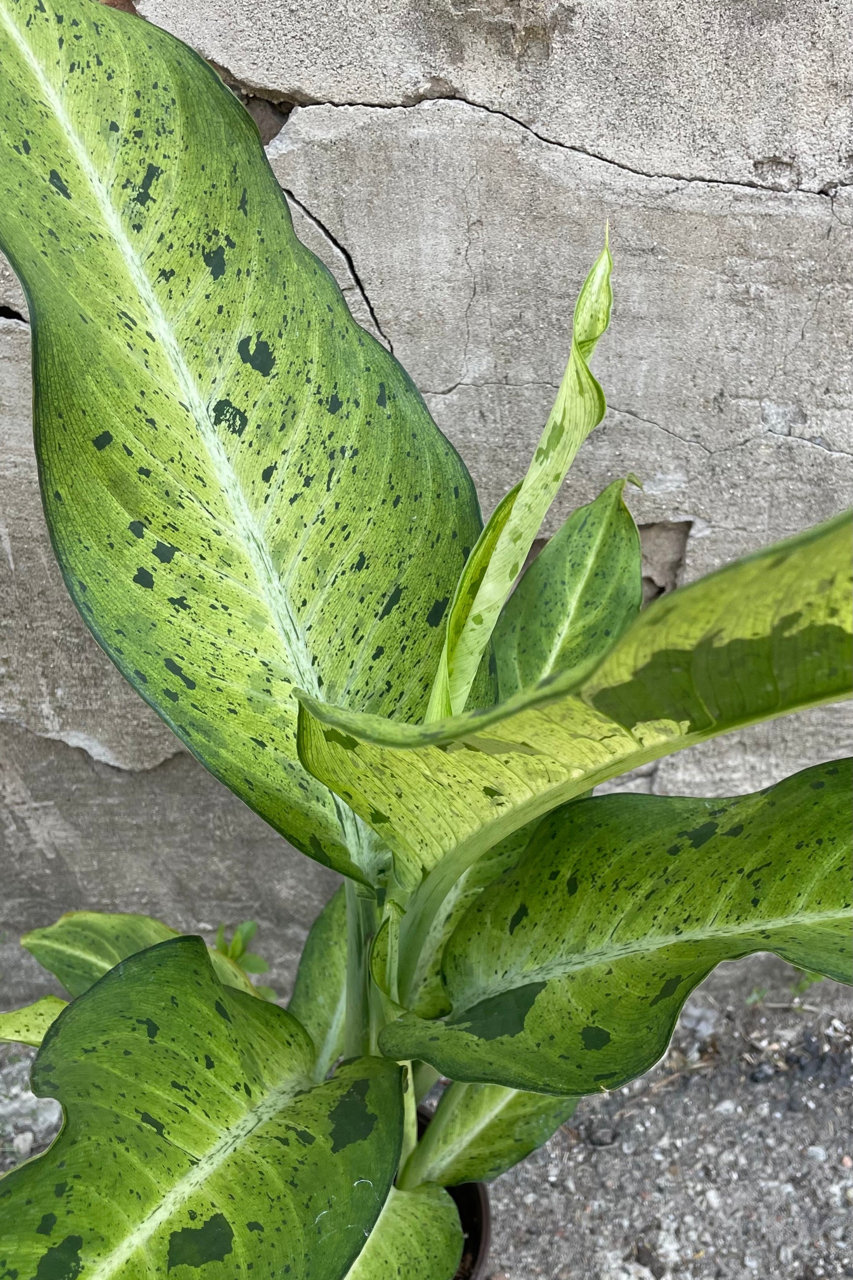 A detailed view of Dieffenbachia 'Camouflage' 6" against concrete backdrop ©Sprout Home
