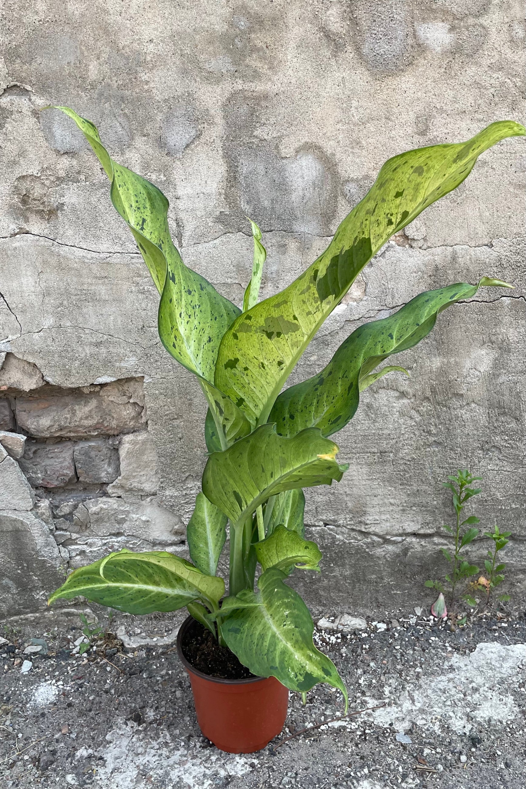 A full view of Dieffenbachia 'Camouflage" 6" in grow pot against concrete backdrop ©Sprout Home